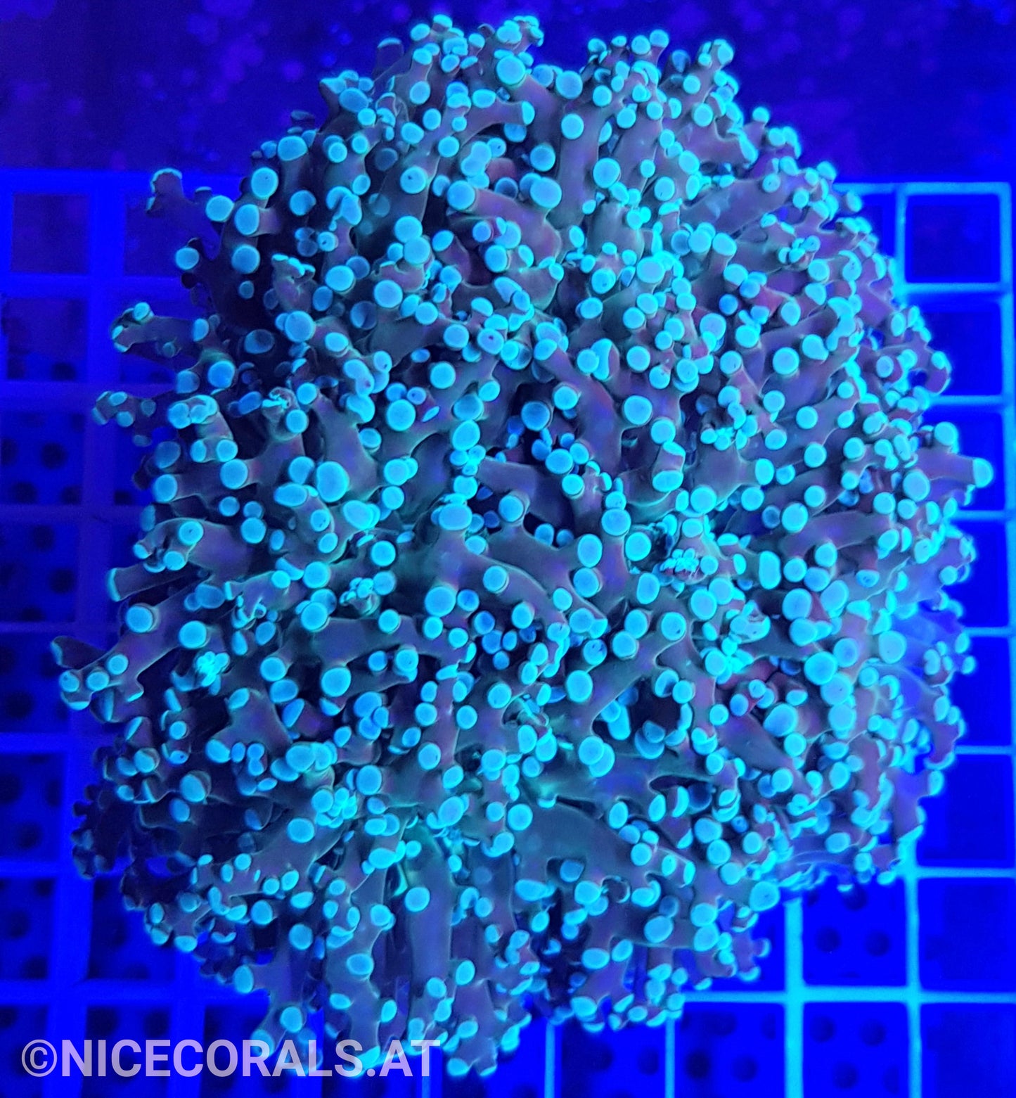 Euphyllia Paradivisa 4-5 Heads
