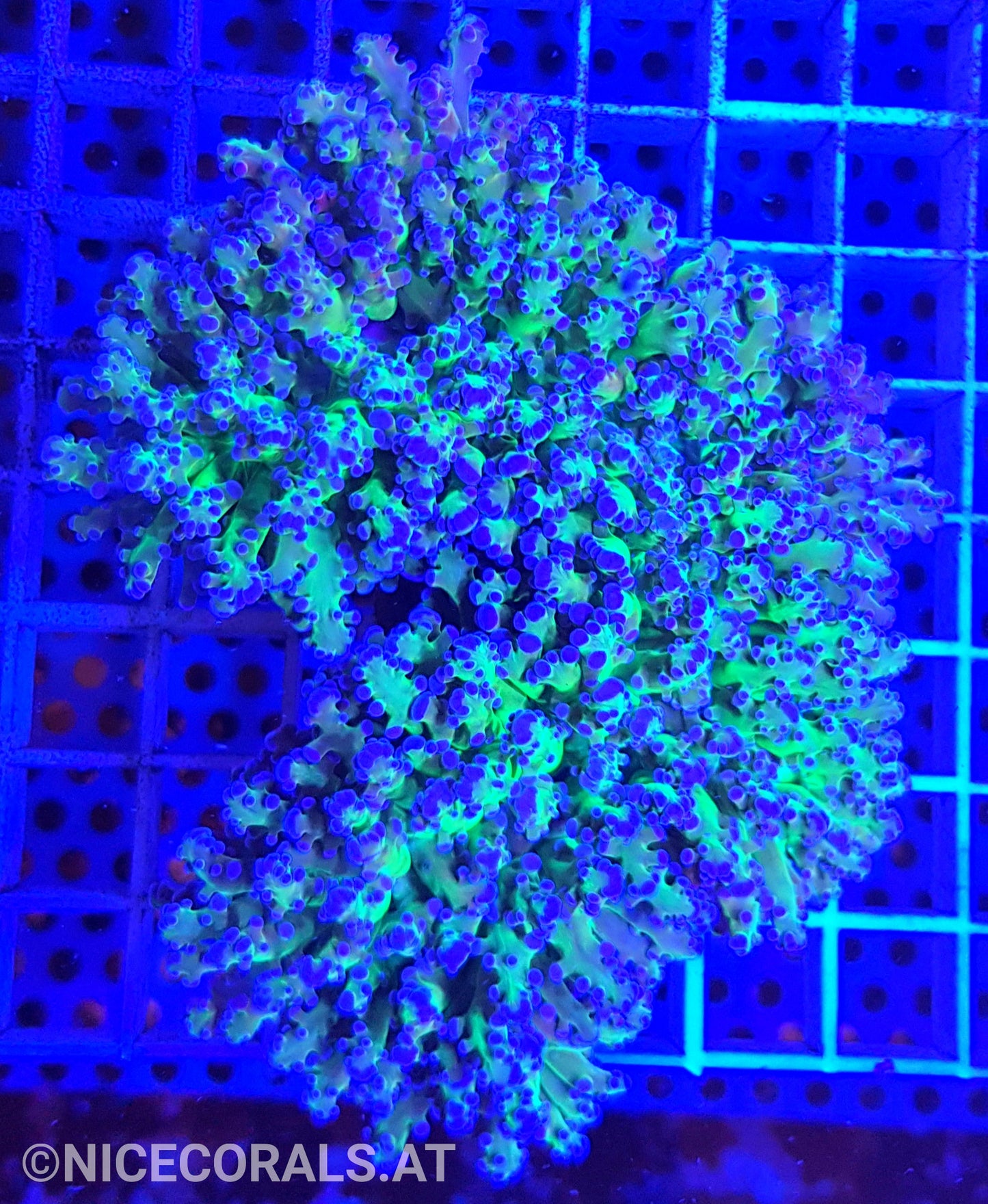 Euphyllia Divisa