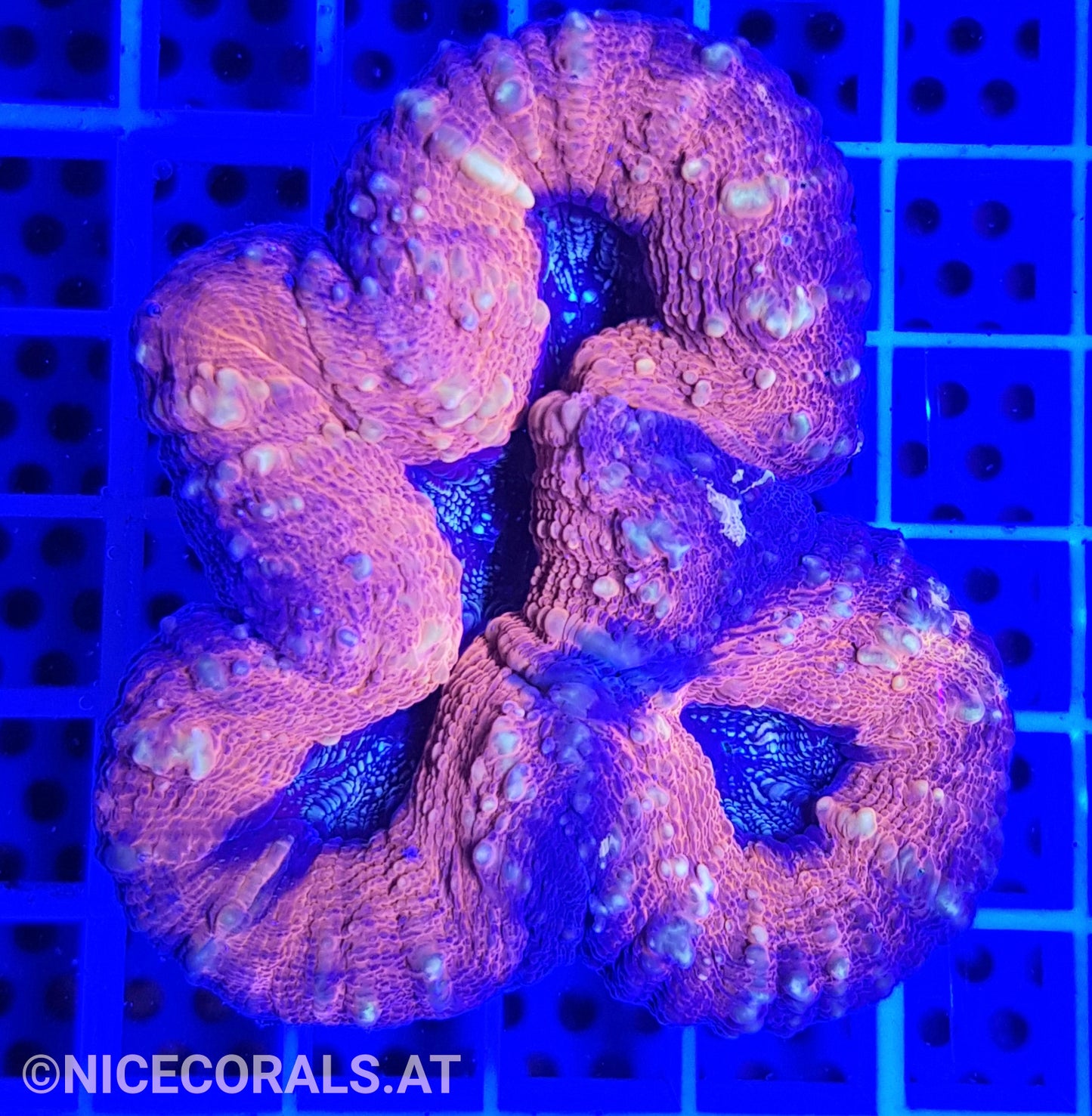 Lobophyllia