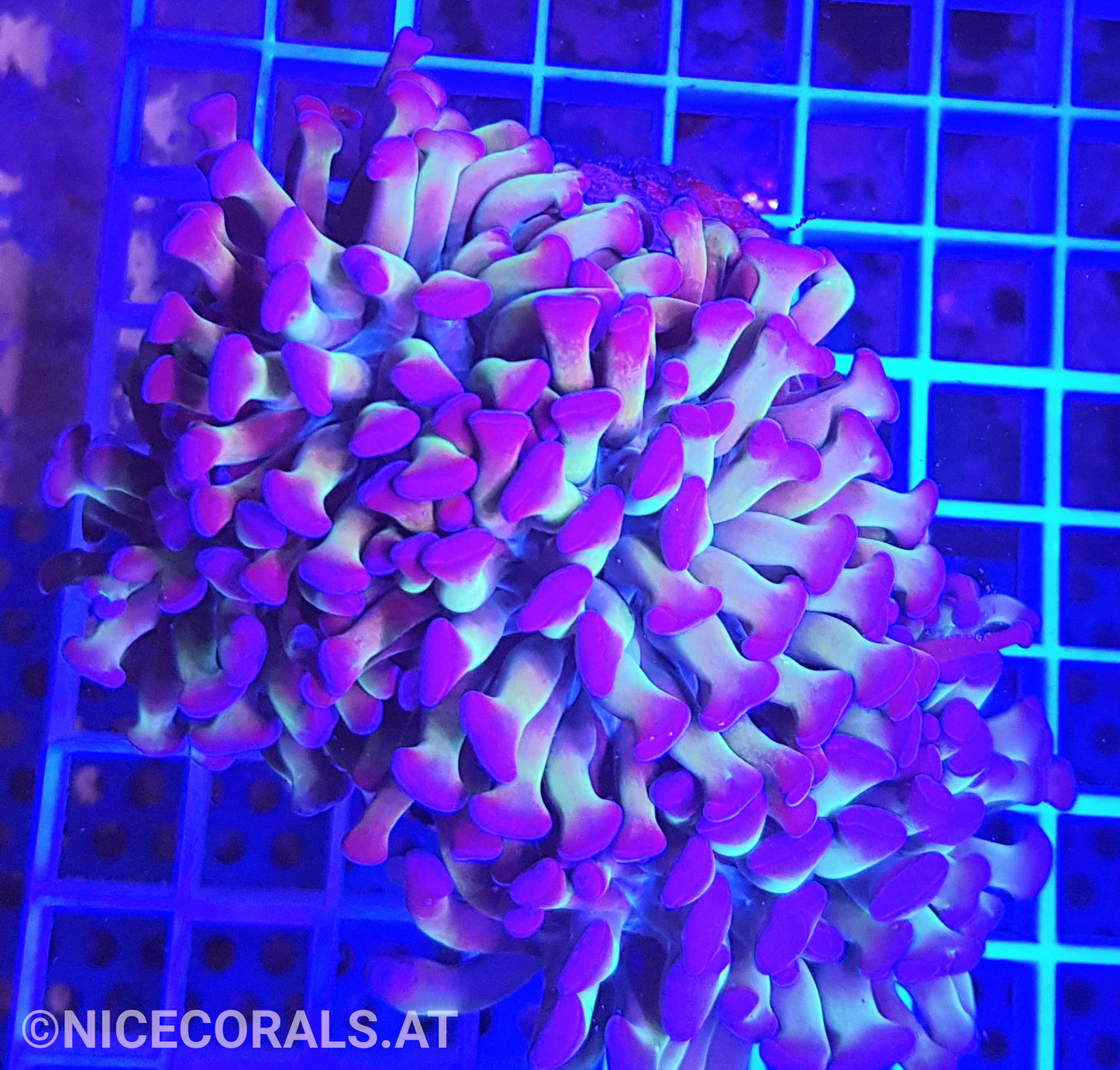 Euphyllia Paraancora