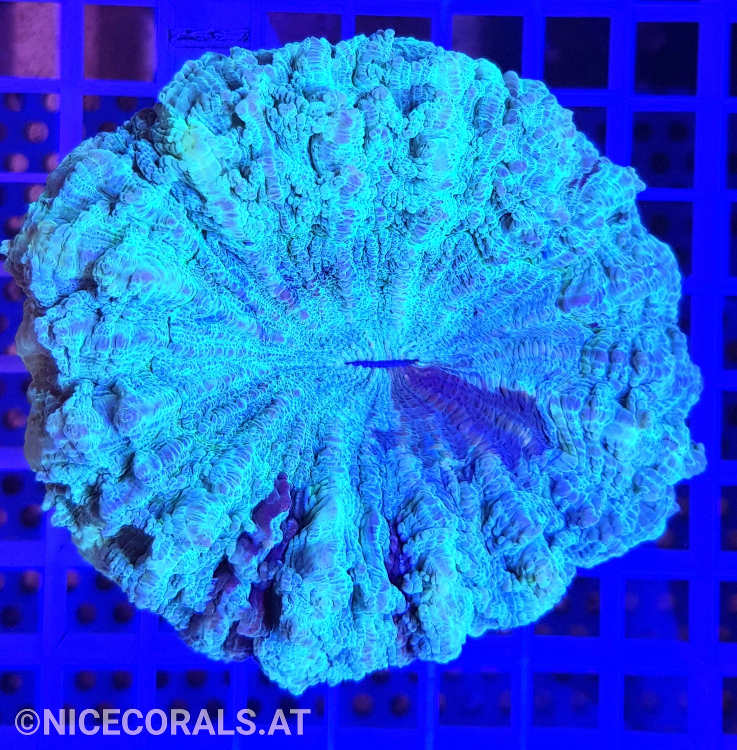 Cynarina SP. Acanthophyllia