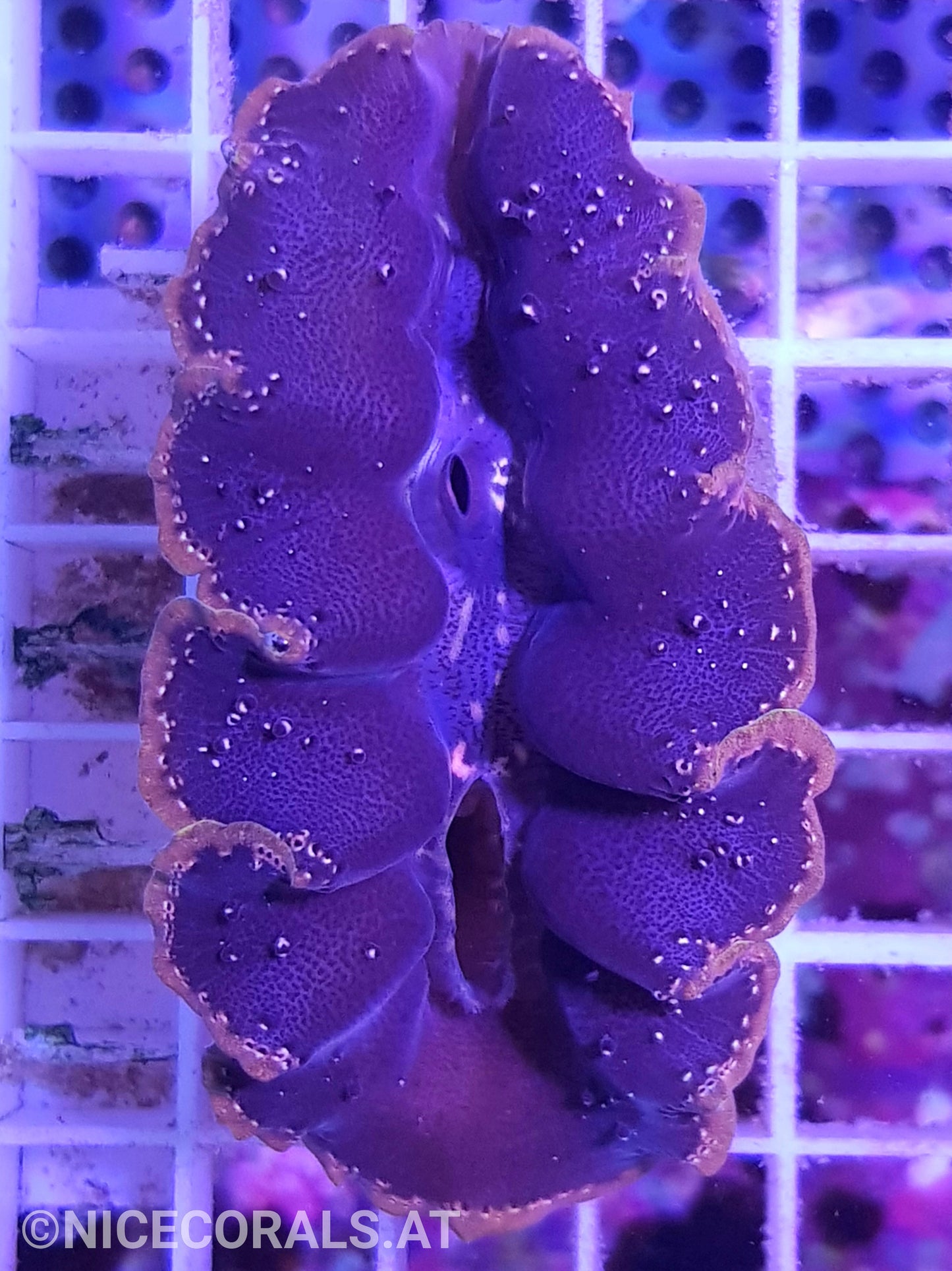 Tridacna crocea 8cm