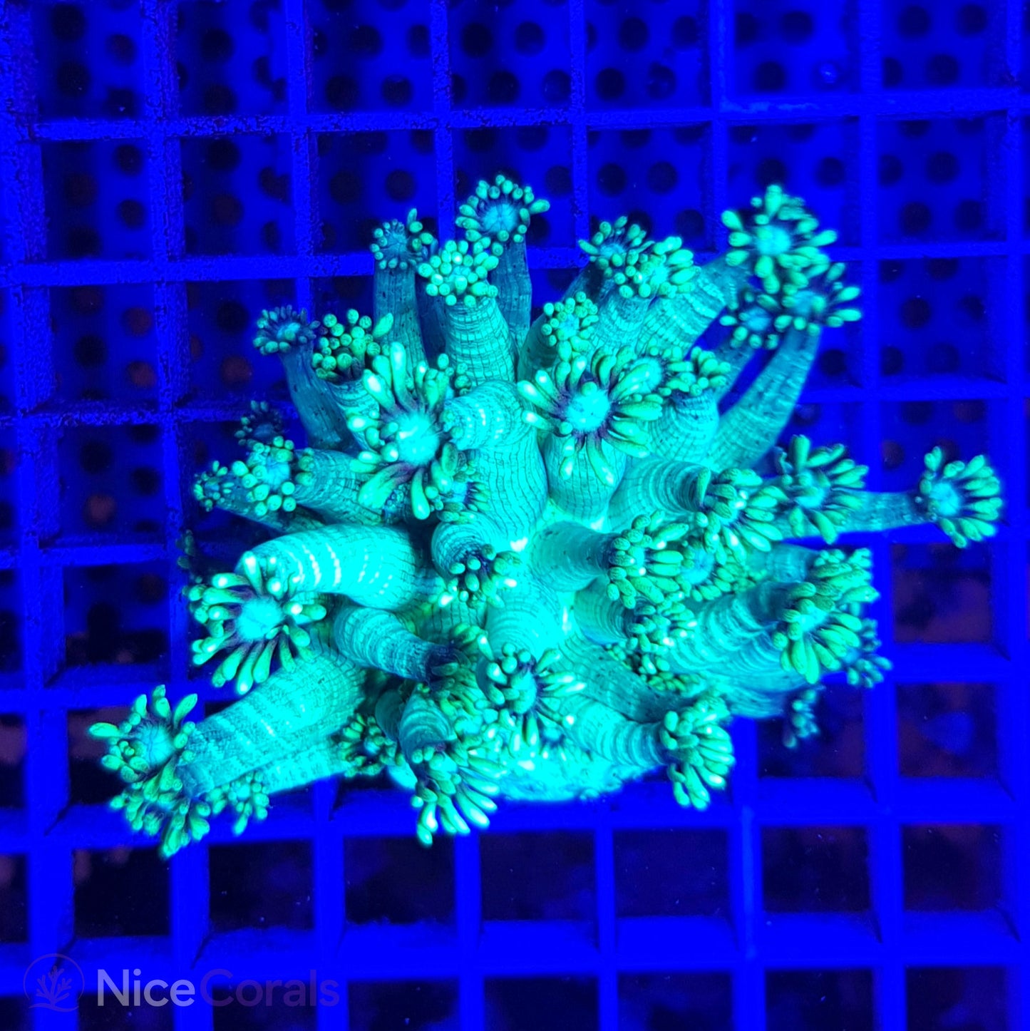 Goniopora Metallic Green