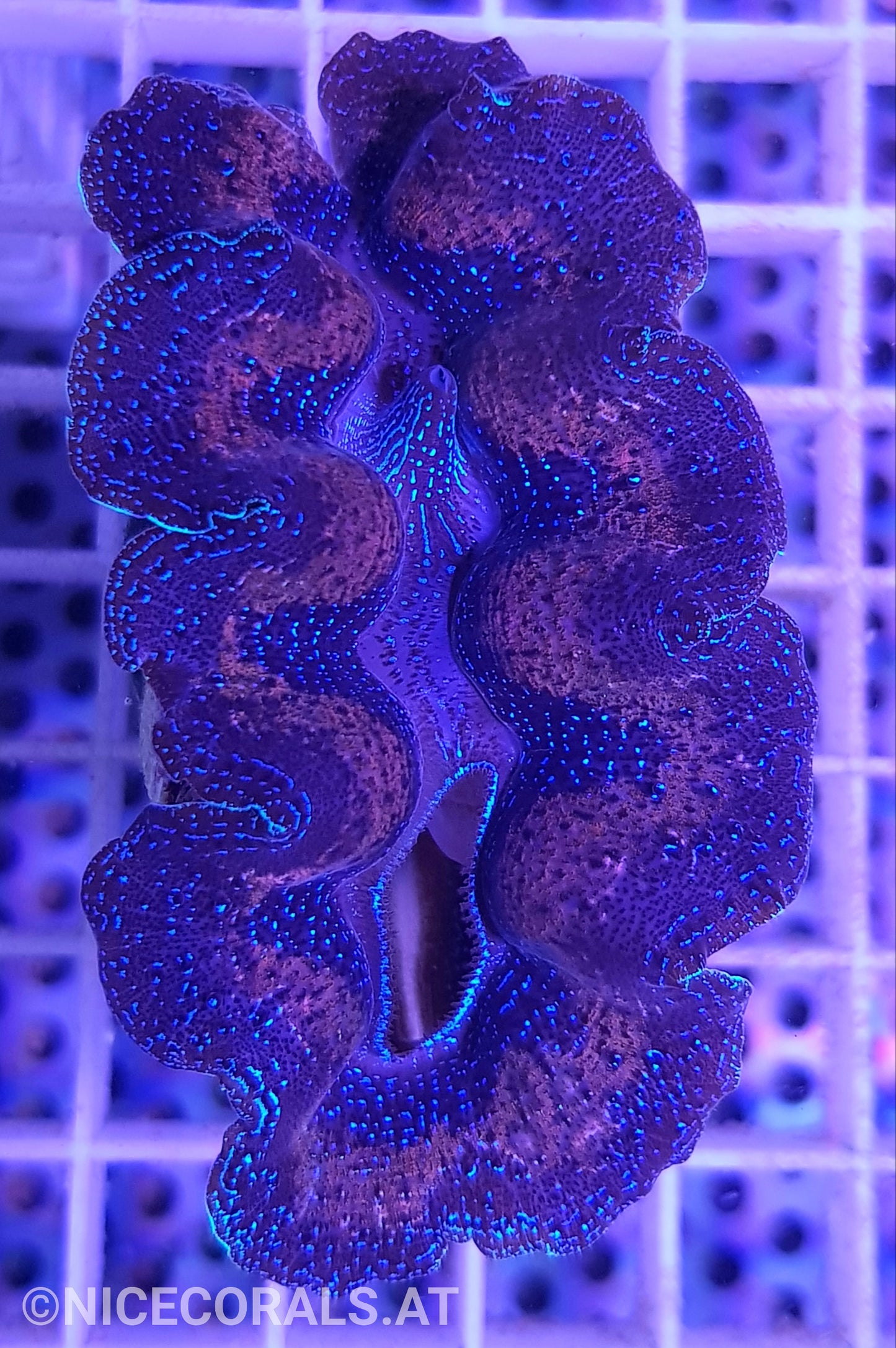 Tridacna crocea 6cm