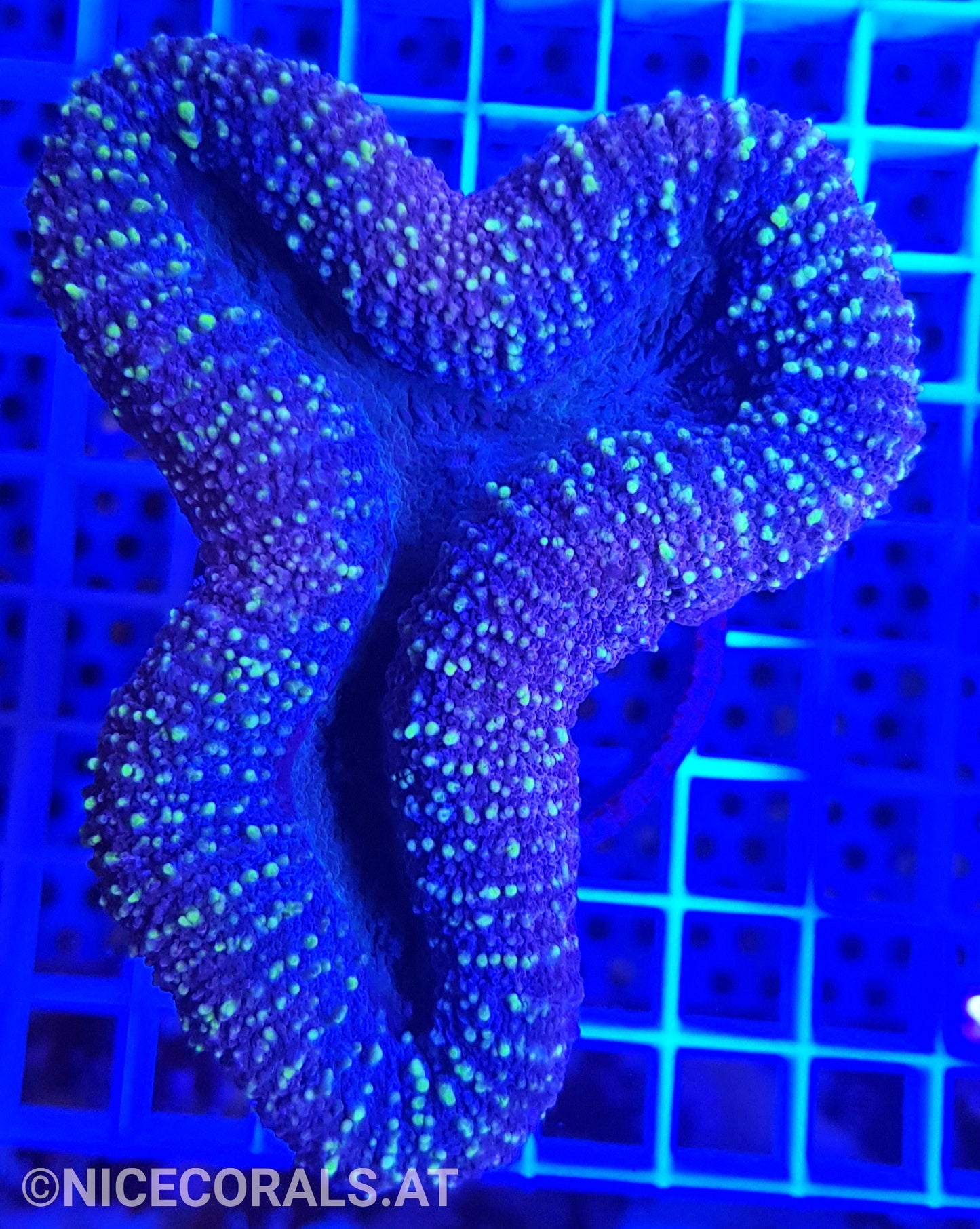 Lobophyllia