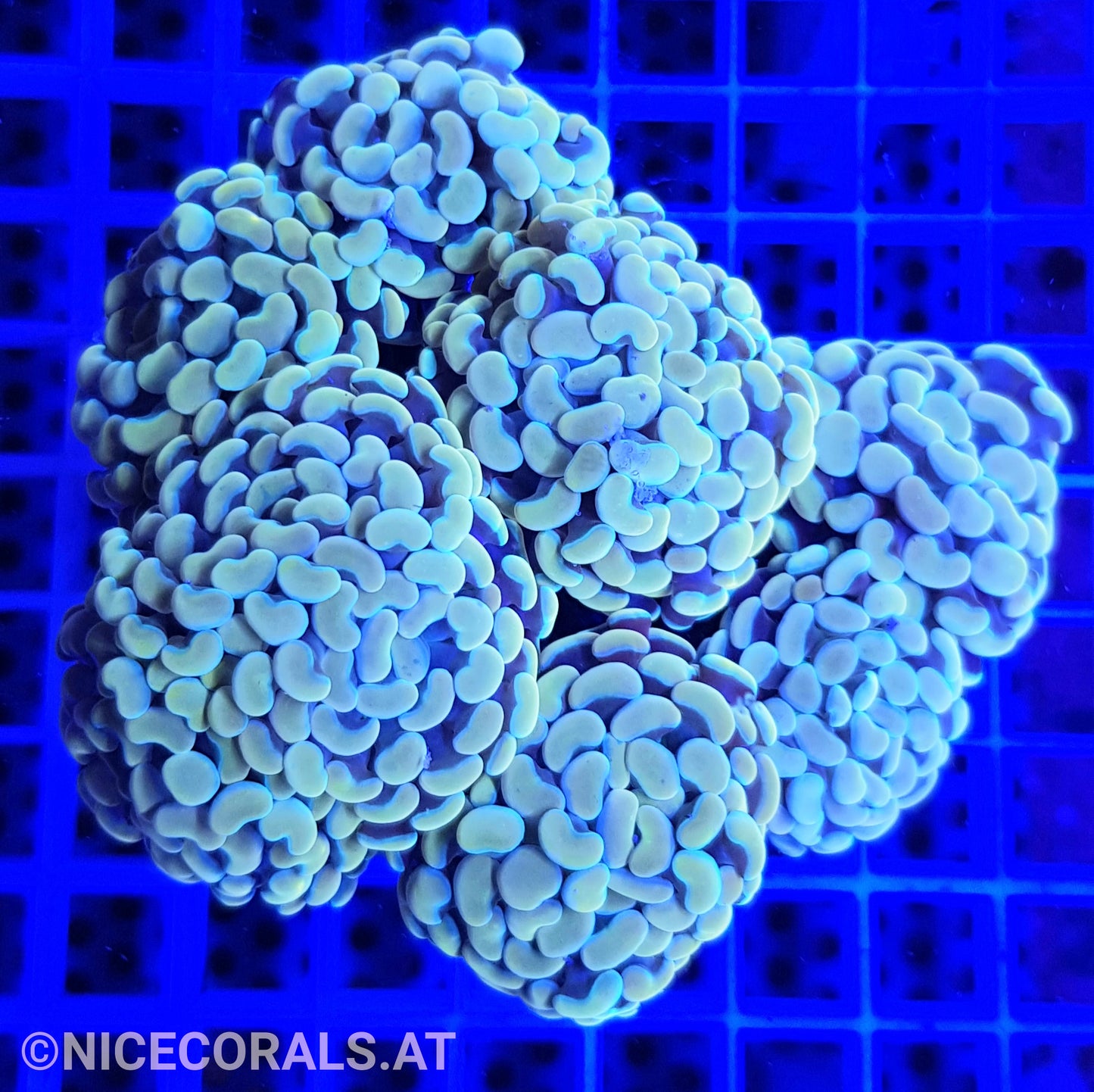 Euphyllia Paraancora Golden Nugget 6 Heads