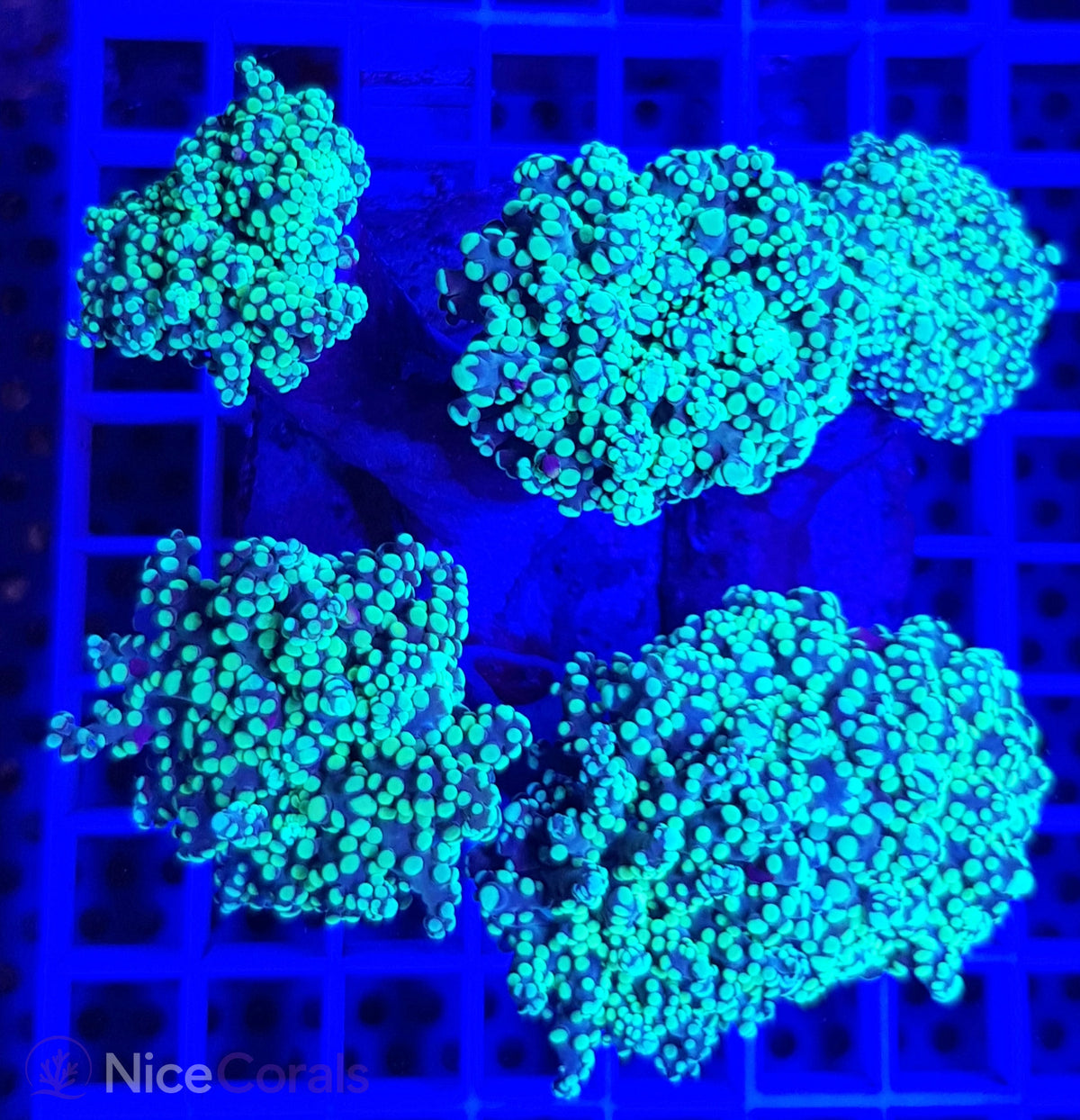 Euphyllia paradivisa
