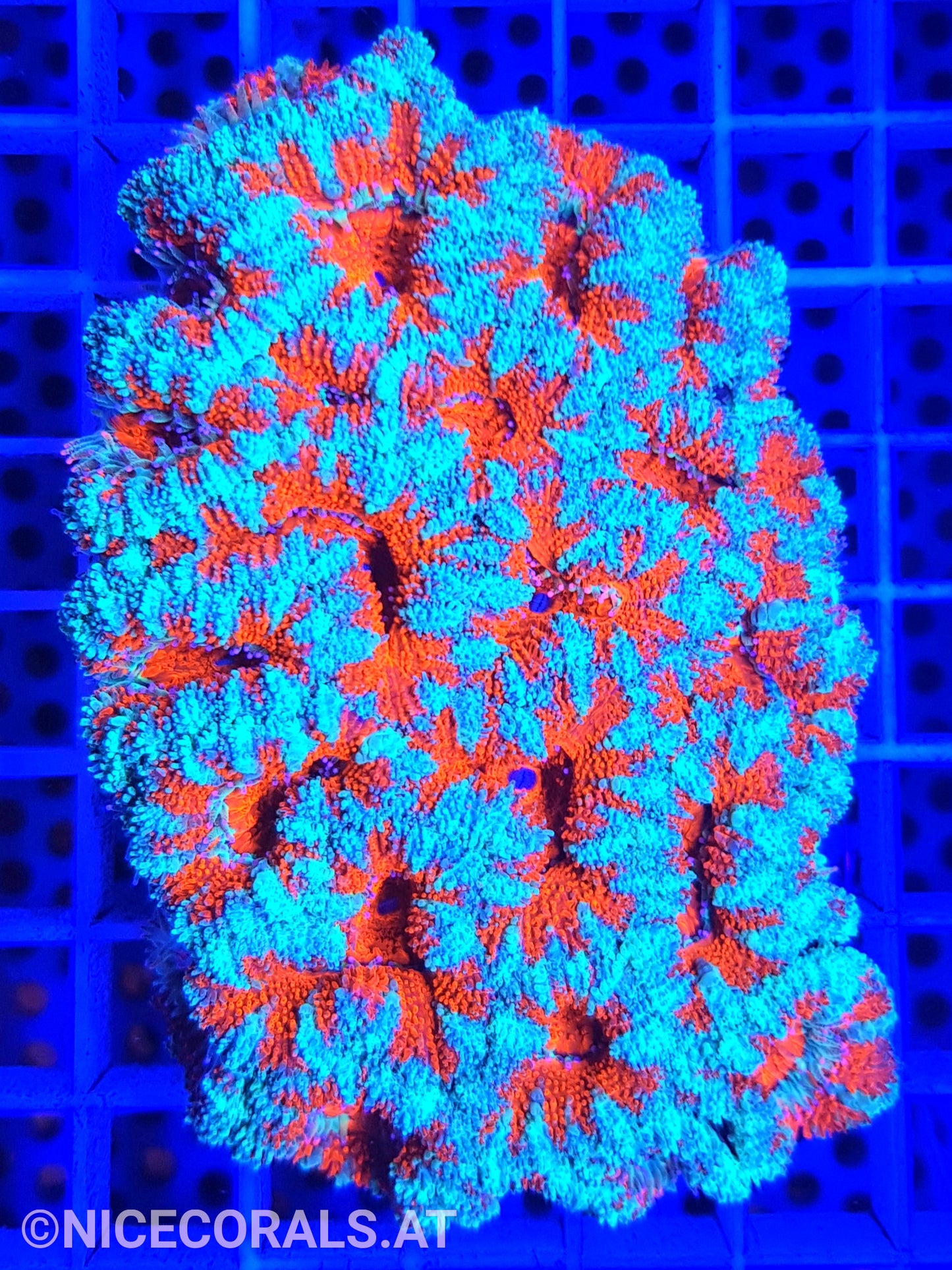 Acanthastrea