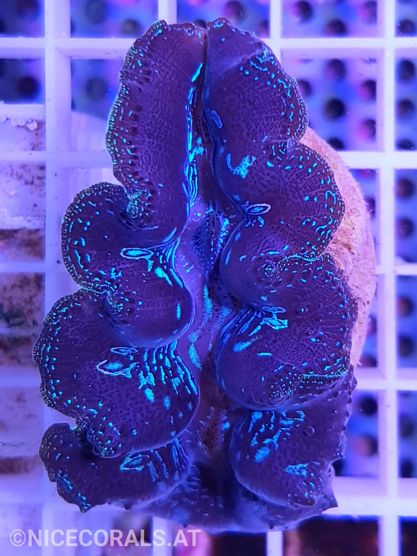 Tridacna crocea 5cm