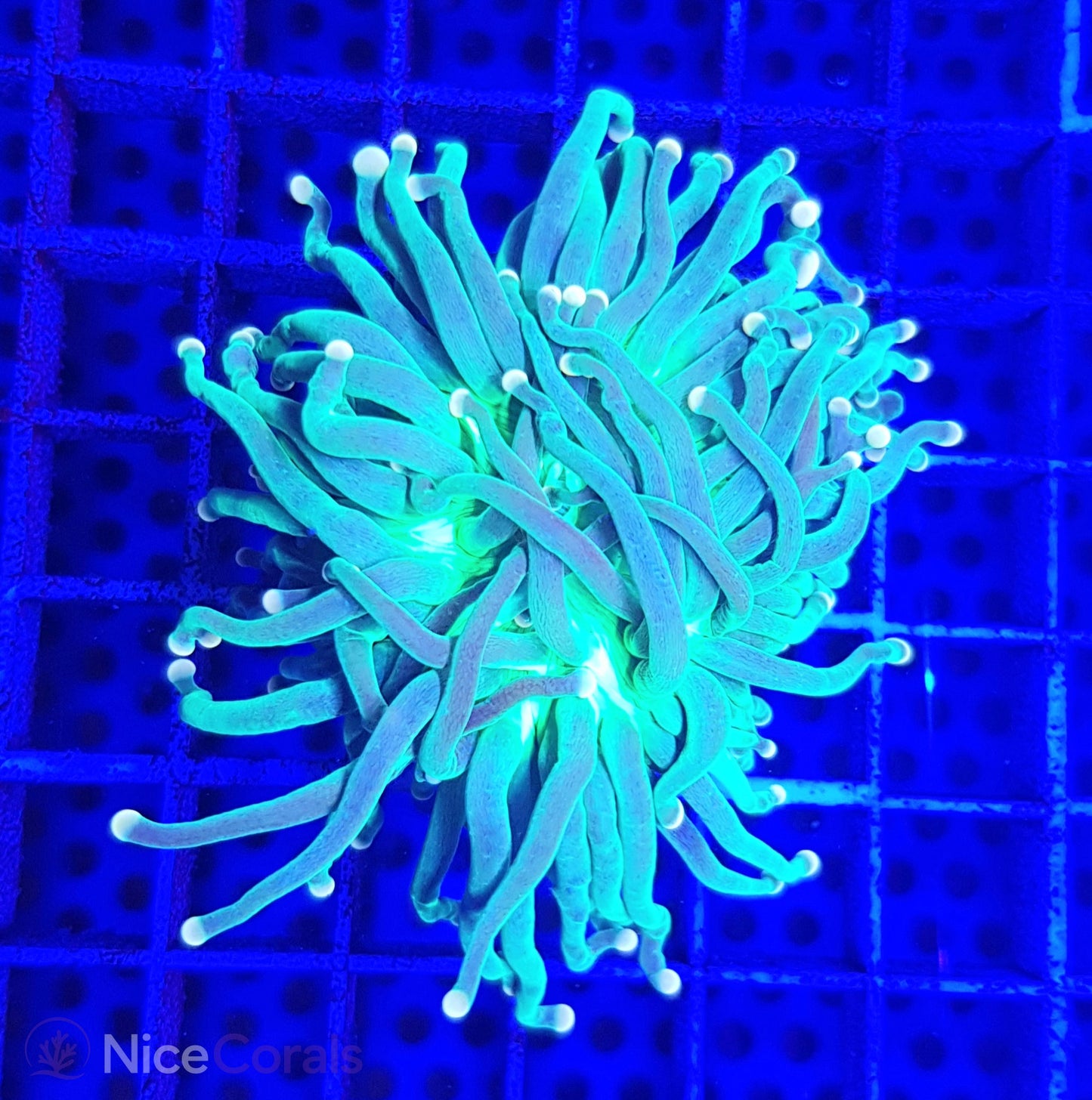 Euphyllia Torch