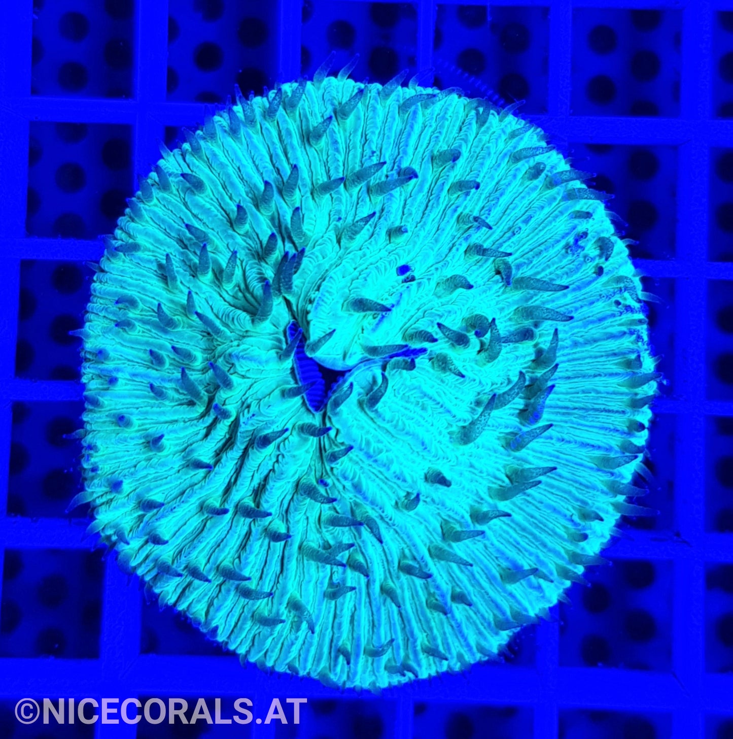 Cycloseris