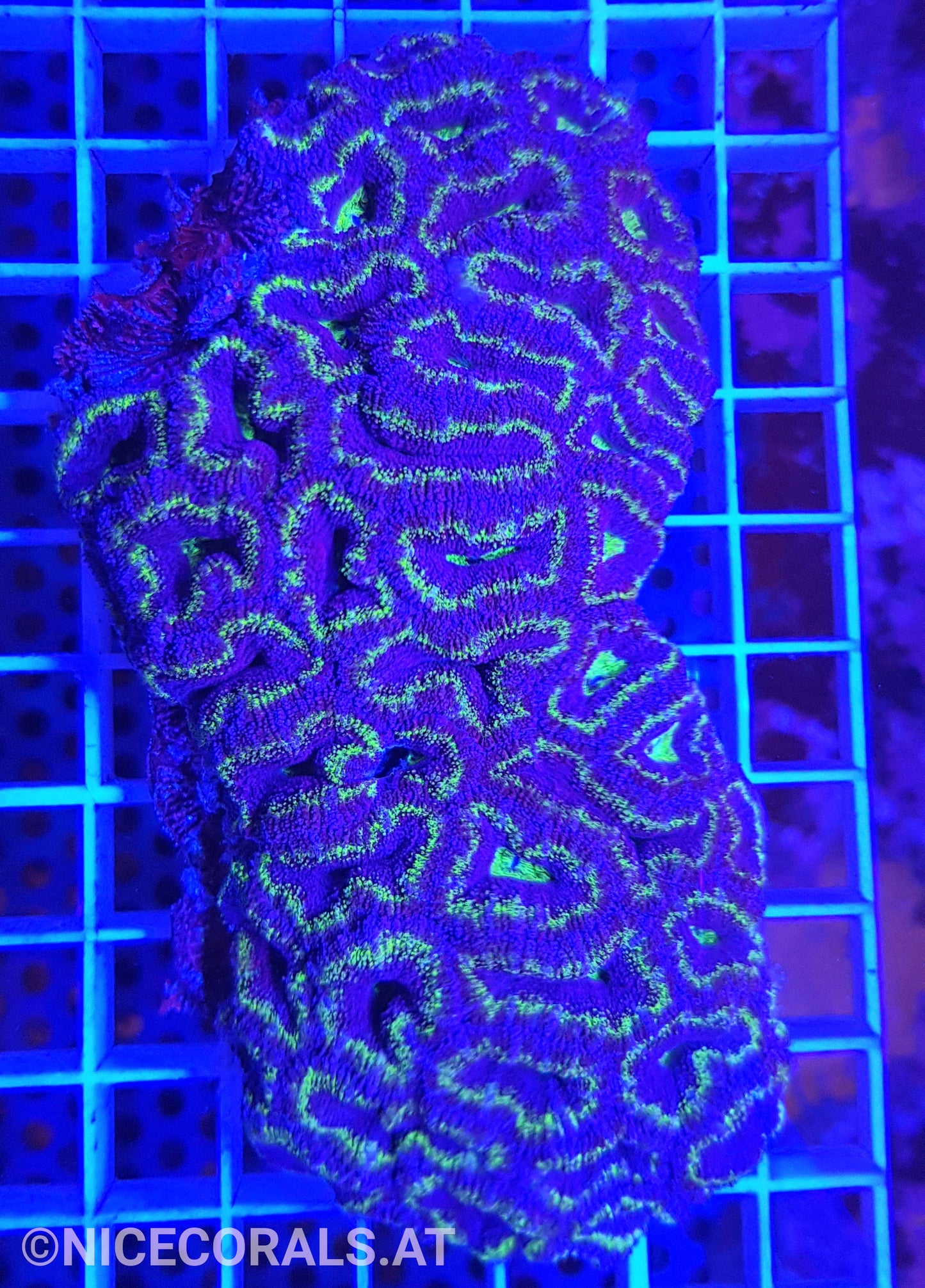 Acanthastrea