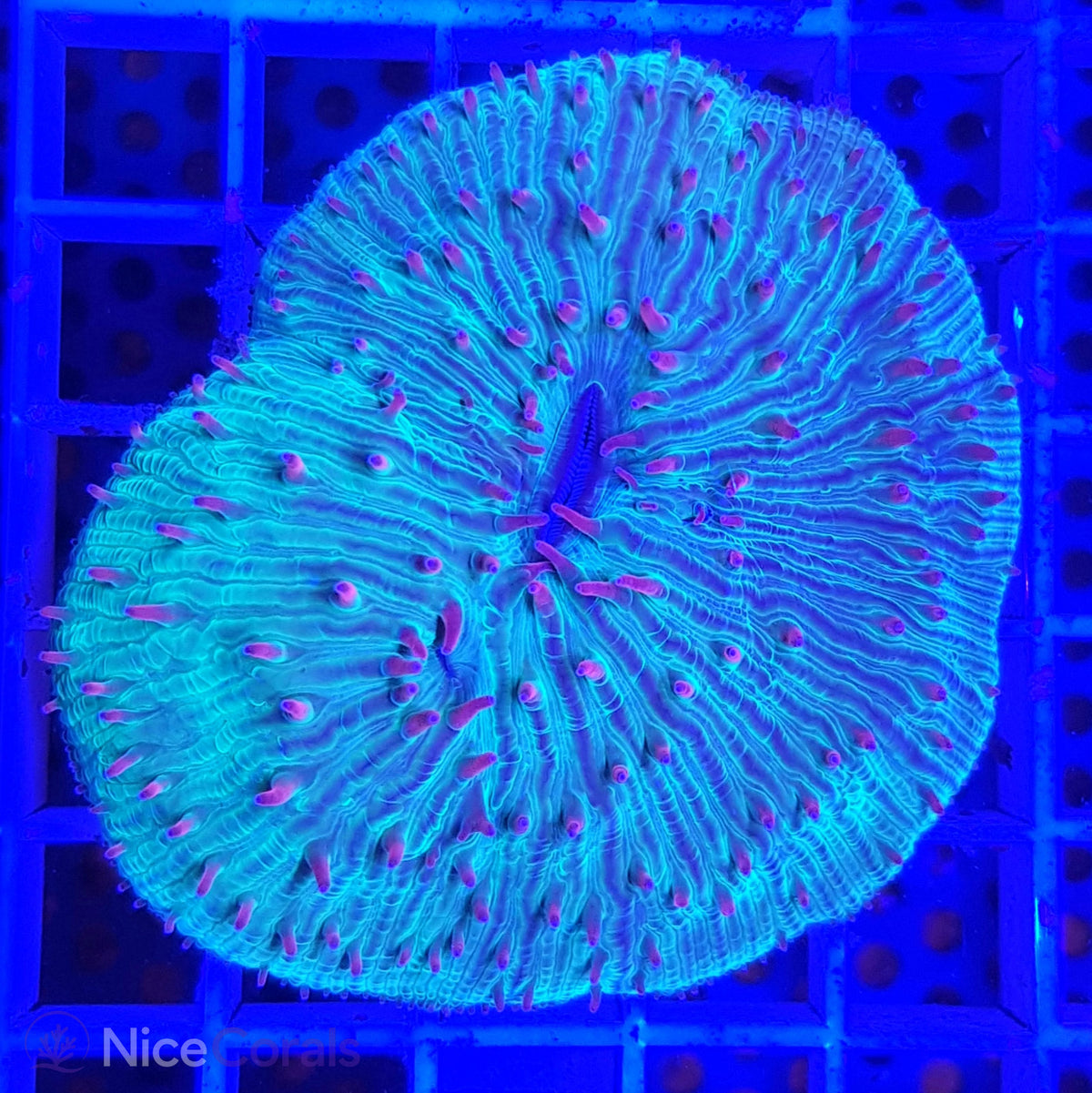 Cycloseris fragilis