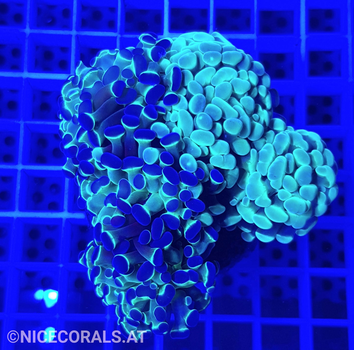 Euphyllia Paraancora 4-5 Heads