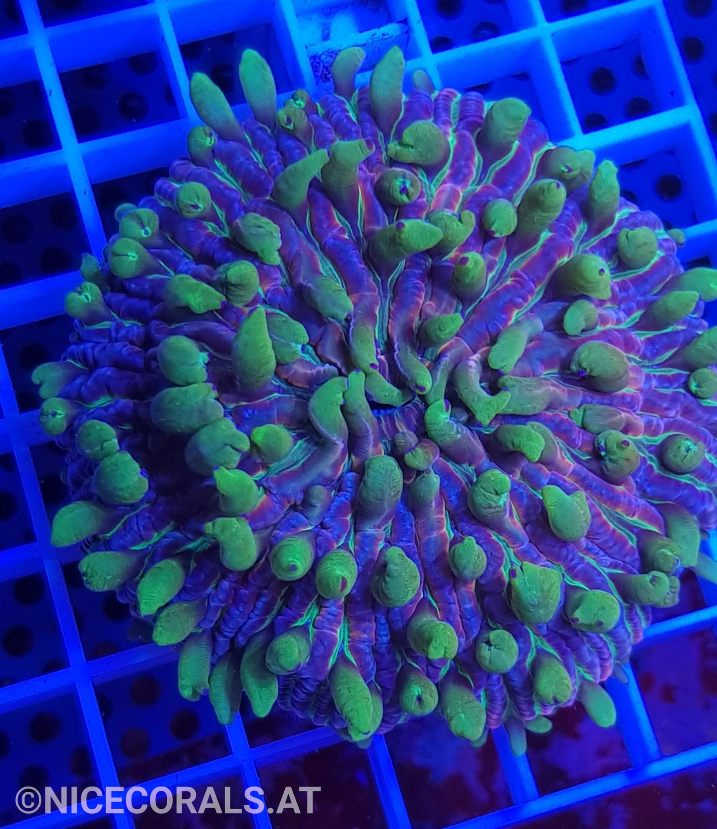 Fungia Rainbow