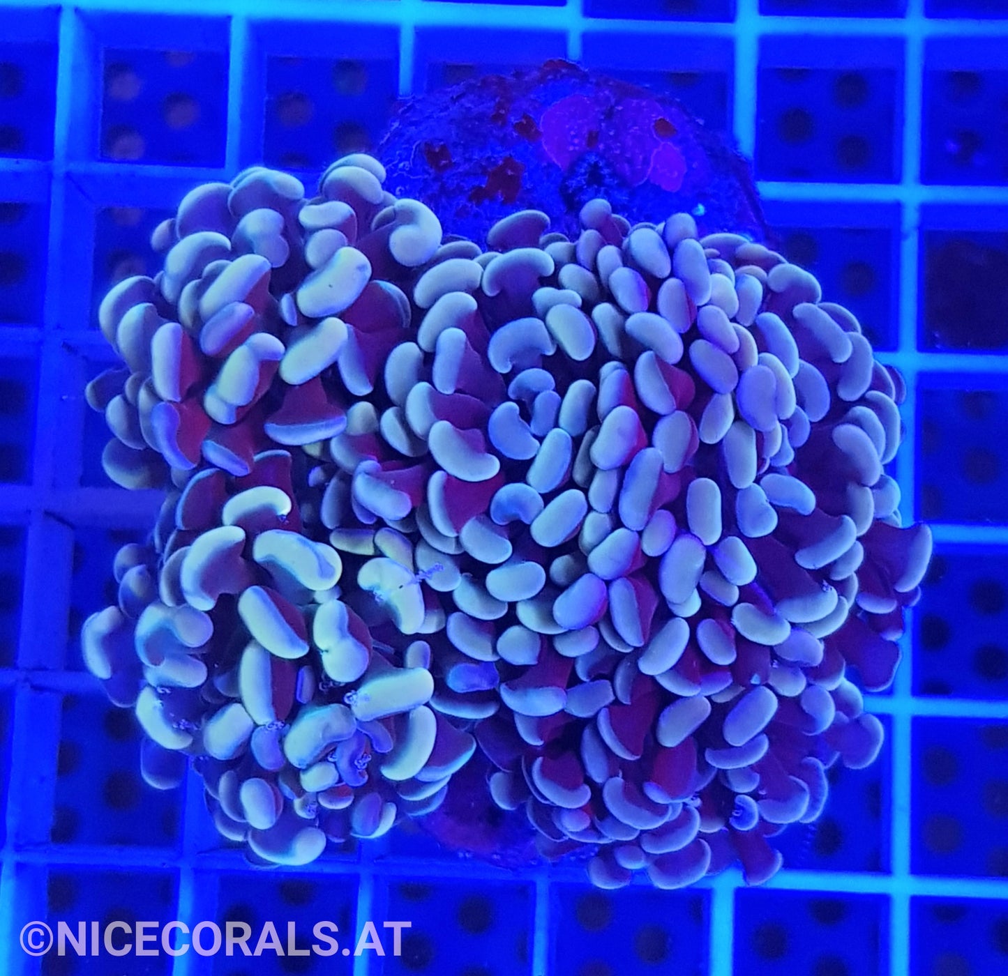 Euphyllia Paraancora 4-5 Heads