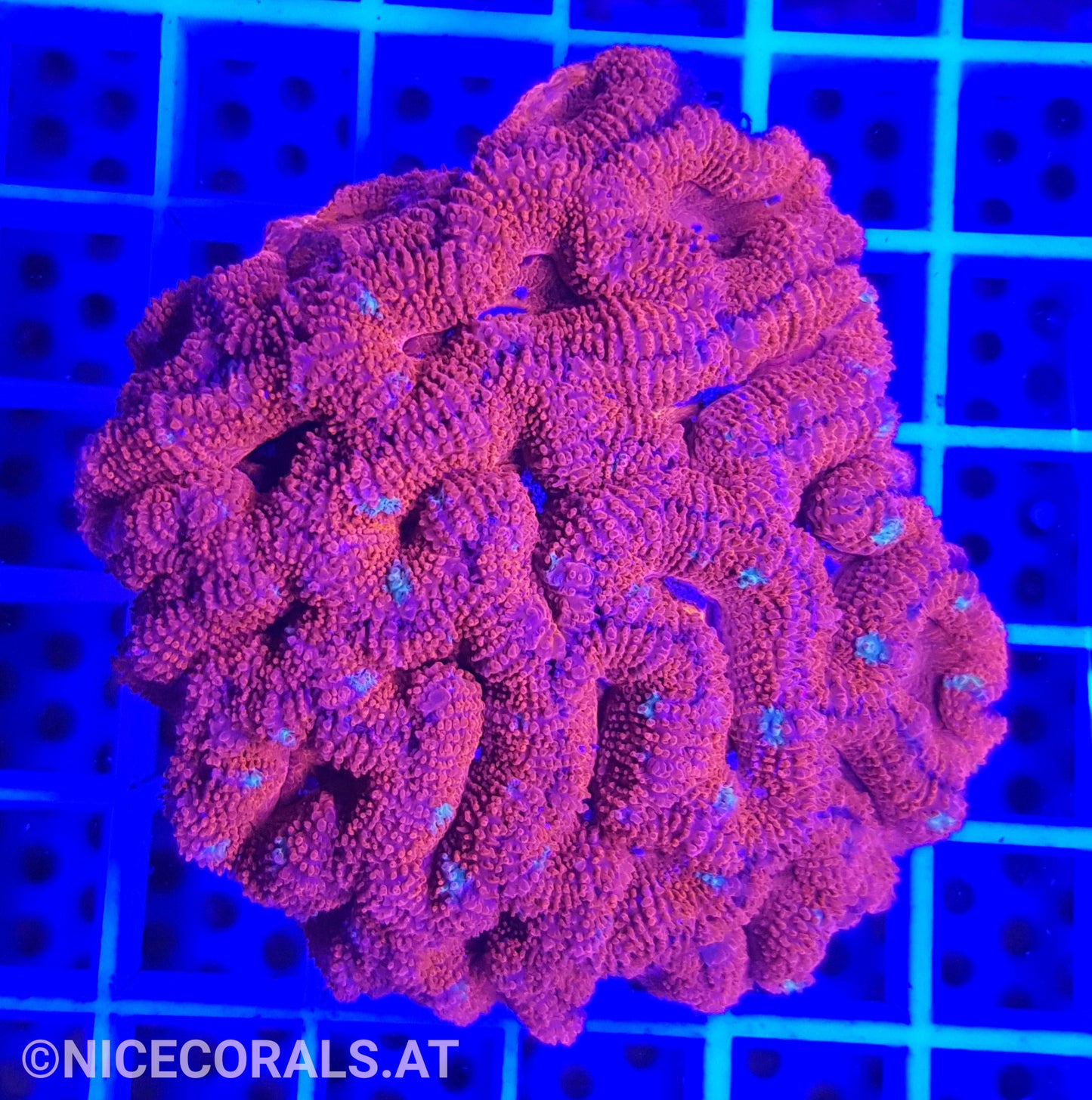 Acanthastrea