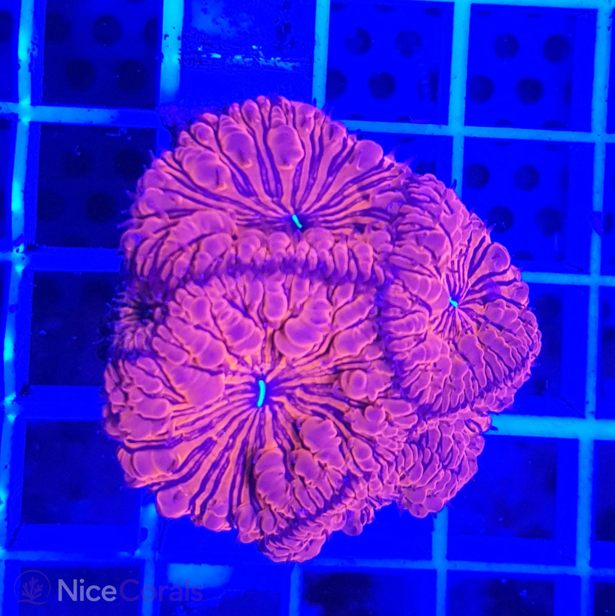Blastomussa