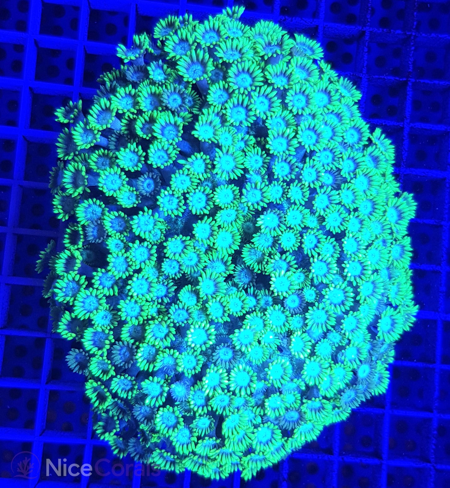 Goniopora XXL