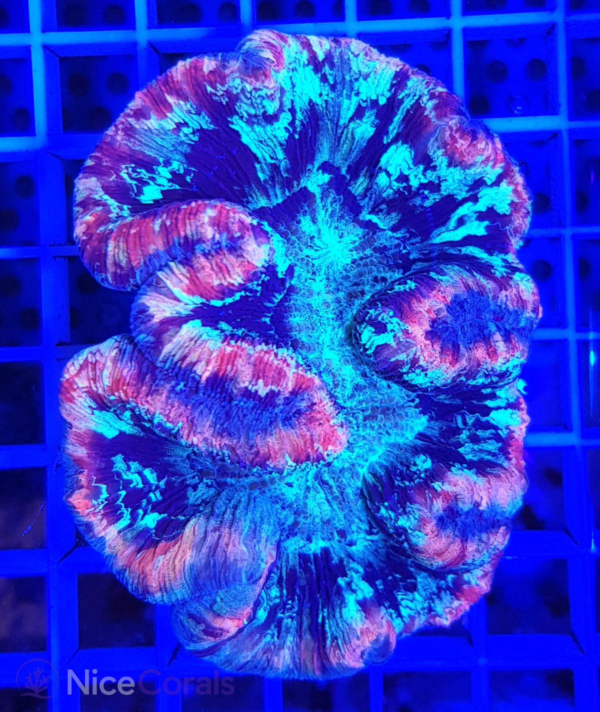 Trachyphyllia