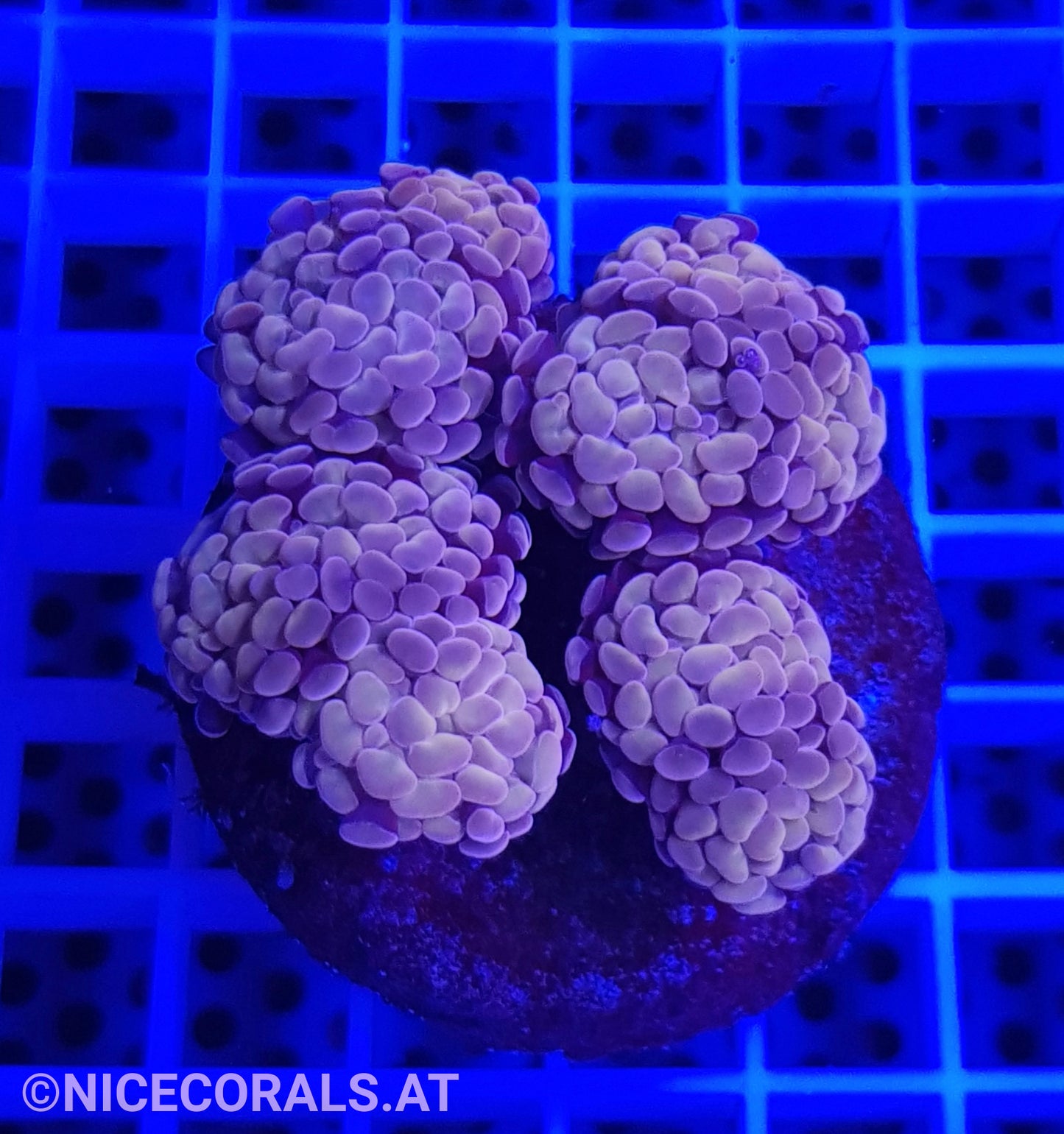 Euphyllia Paraancora 4-5 Heads