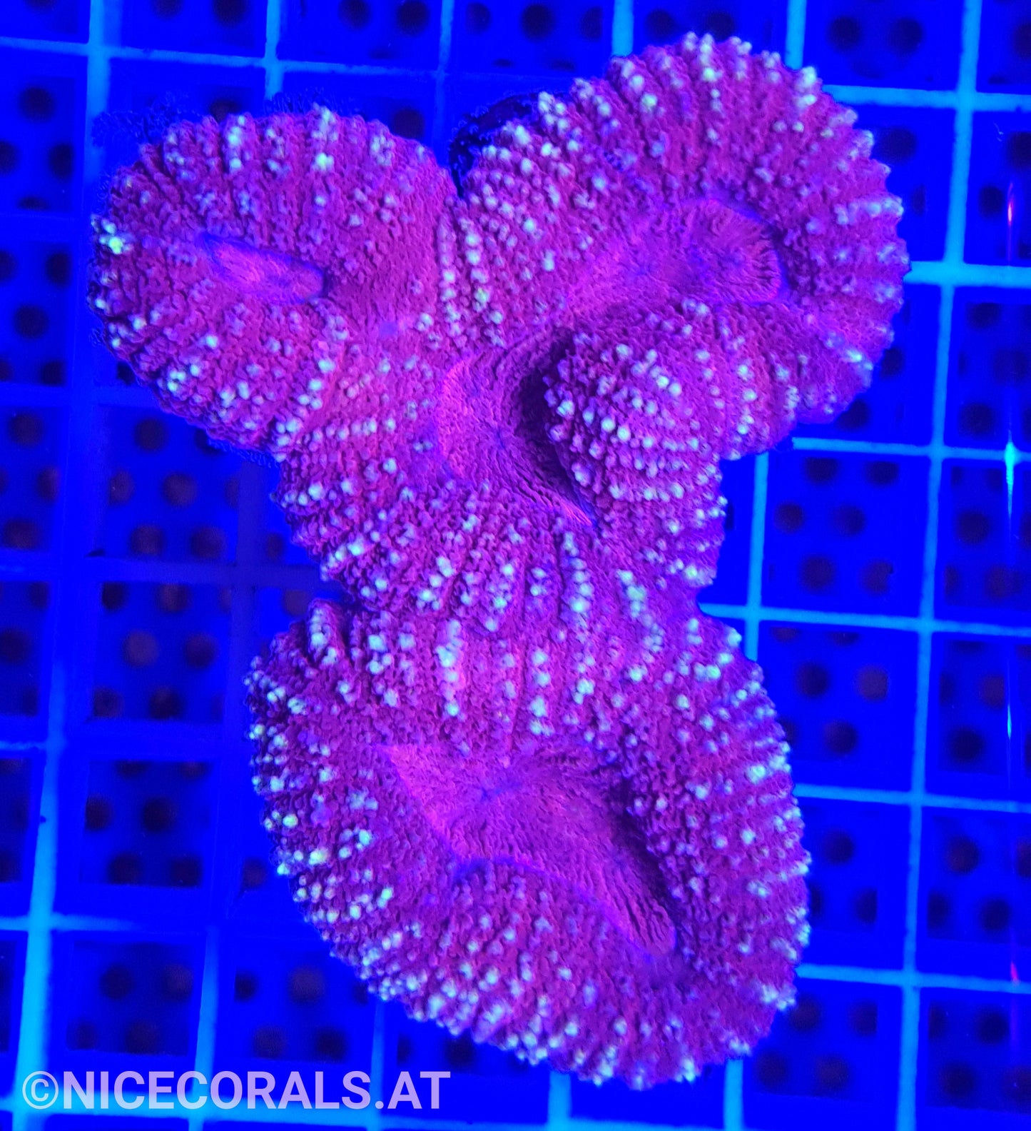 Lobophyllia