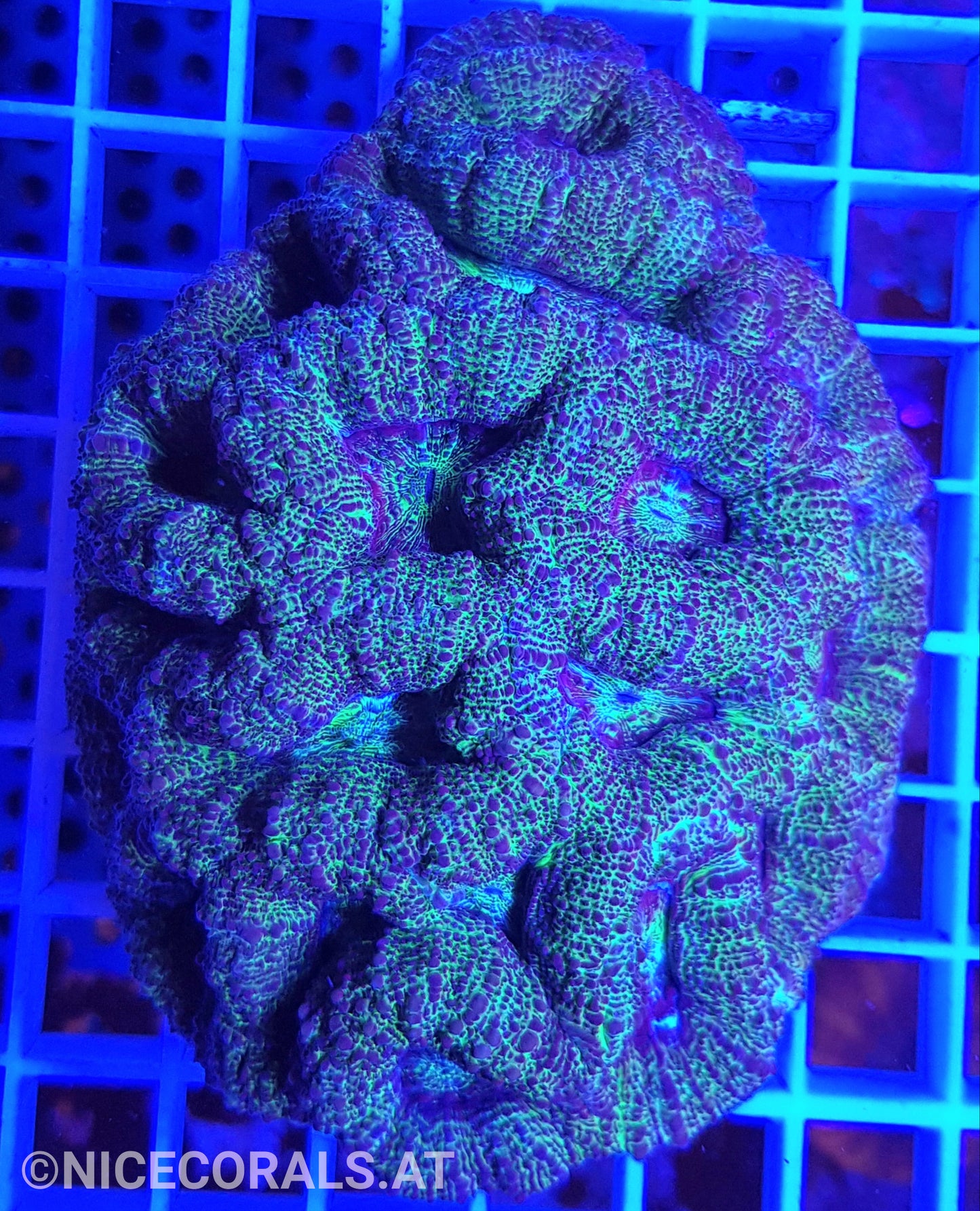 Acanthastrea bowerbanki