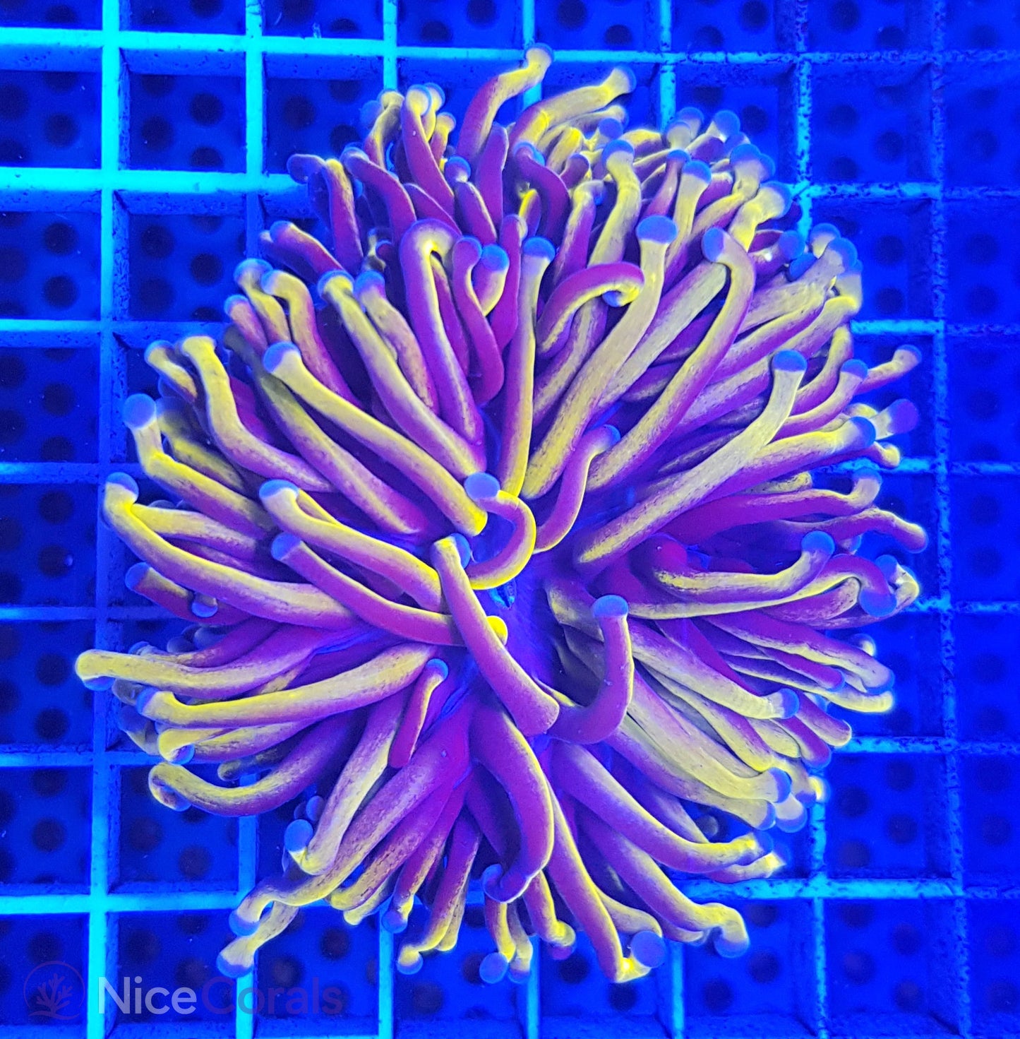 Euphyllia Gold Torch
