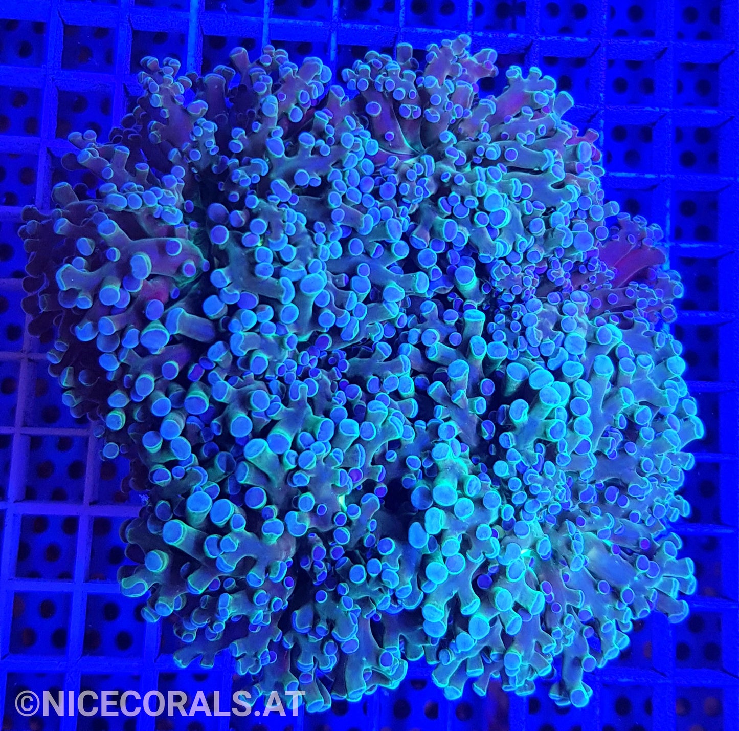 Euphyllia Paradivisa 4-5 Heads