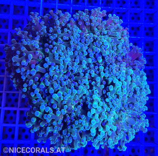 Euphyllia Paradivisa 4-5 Heads