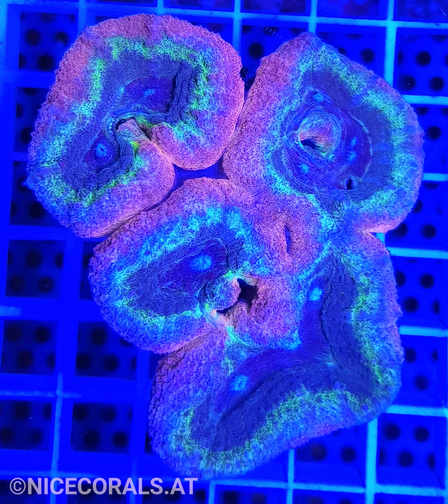 Lobophyllia