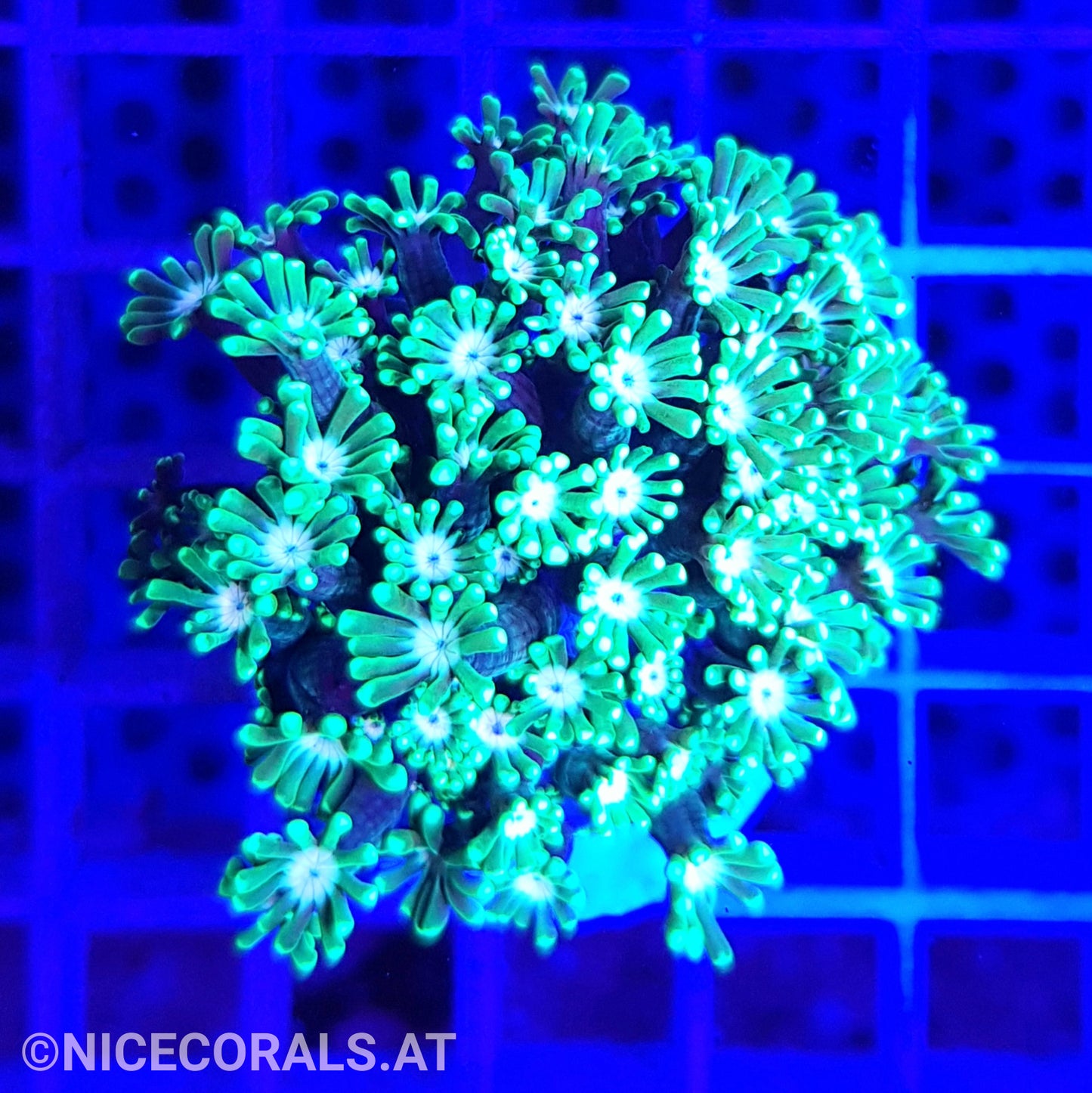 Alveopora