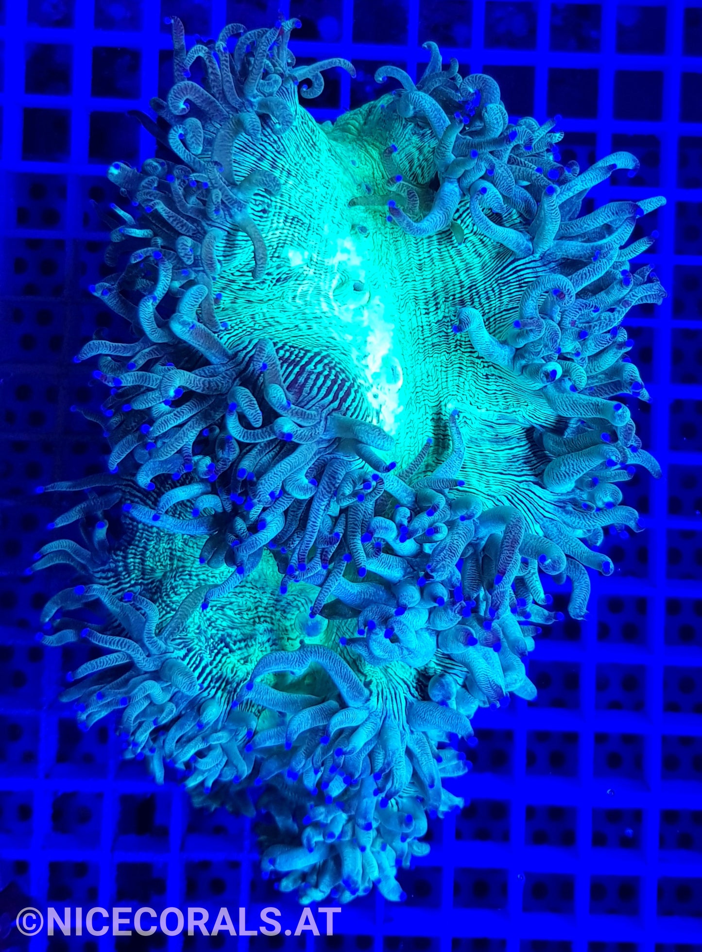 Catalaphyllia