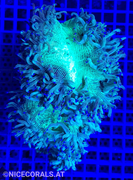 Catalaphyllia