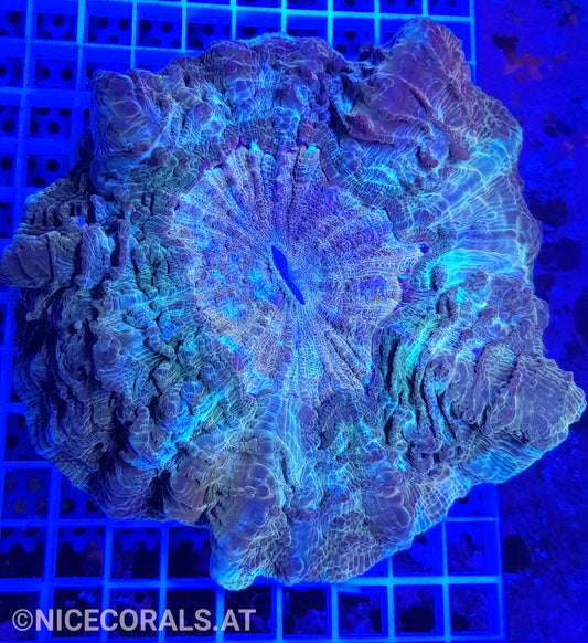 Cynarina SP. Acanthophyllia