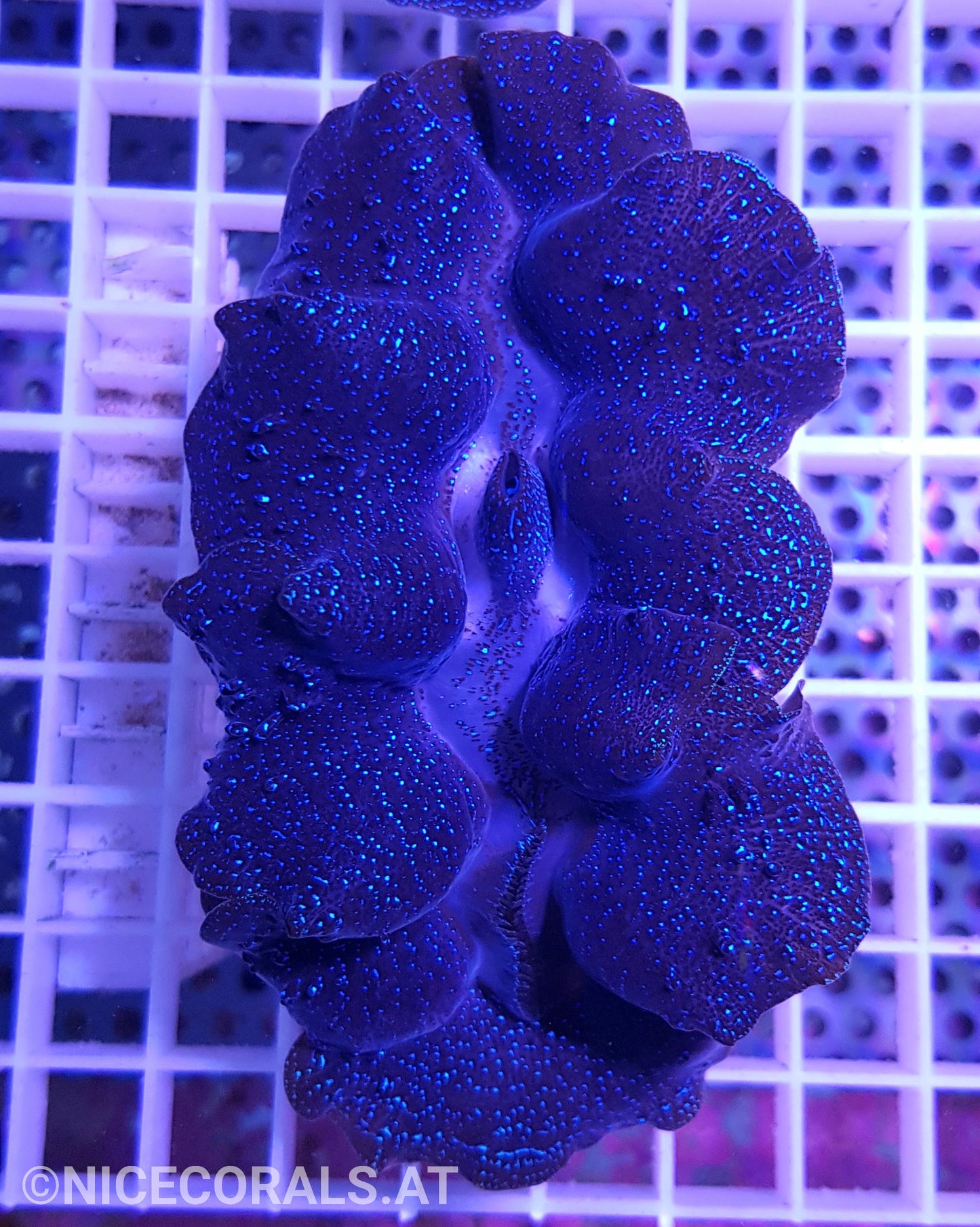 Tridacna Crocea 10cm