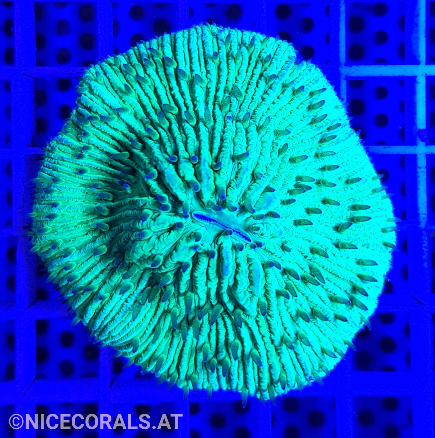 Cycloseris