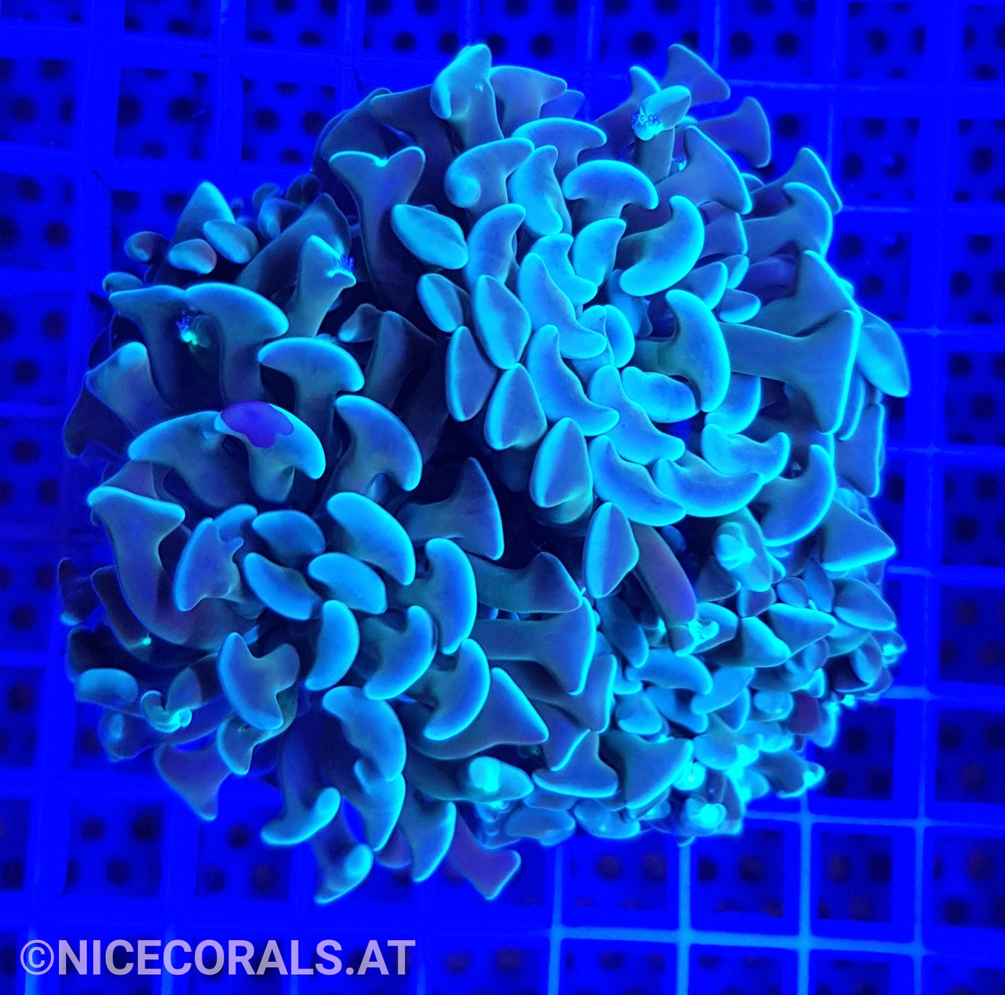 Euphyllia Paraancora 4-5 Heads