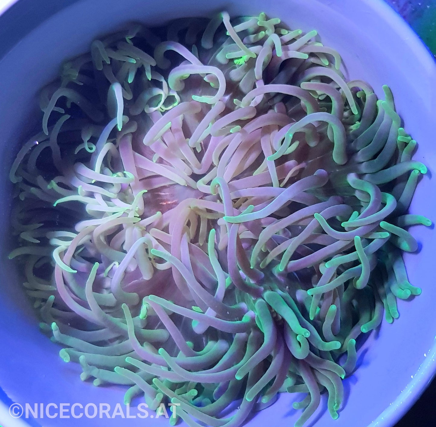 Macrodactyla doreensis