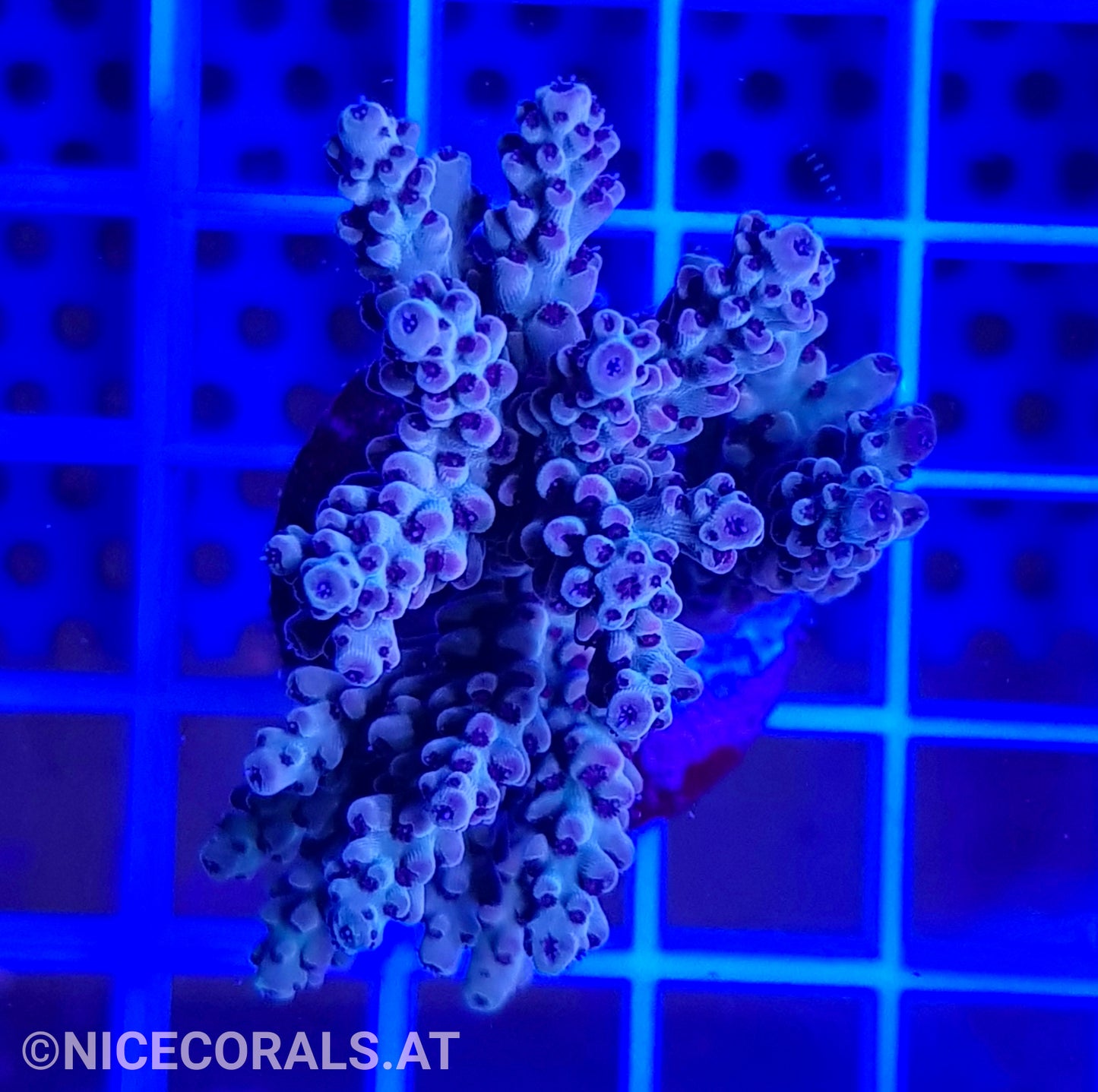 Acropora
