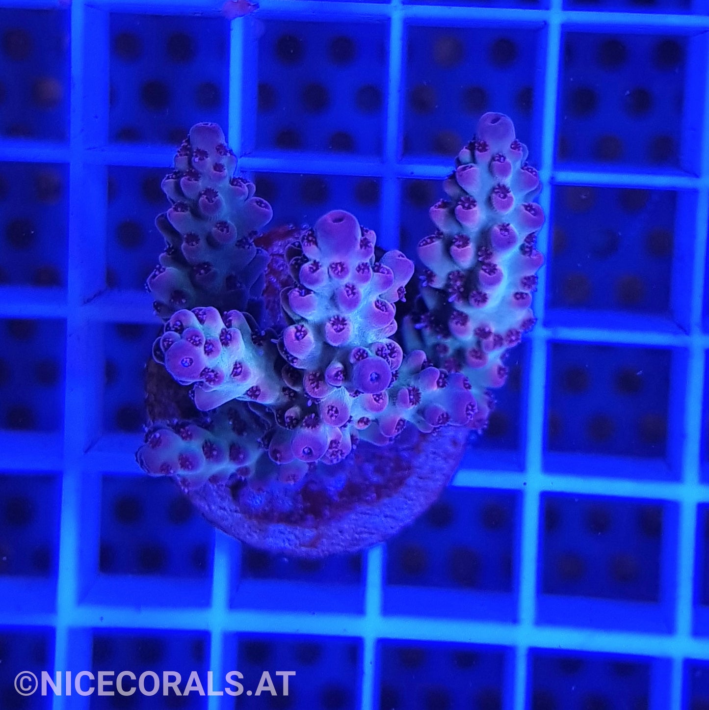 Acropora