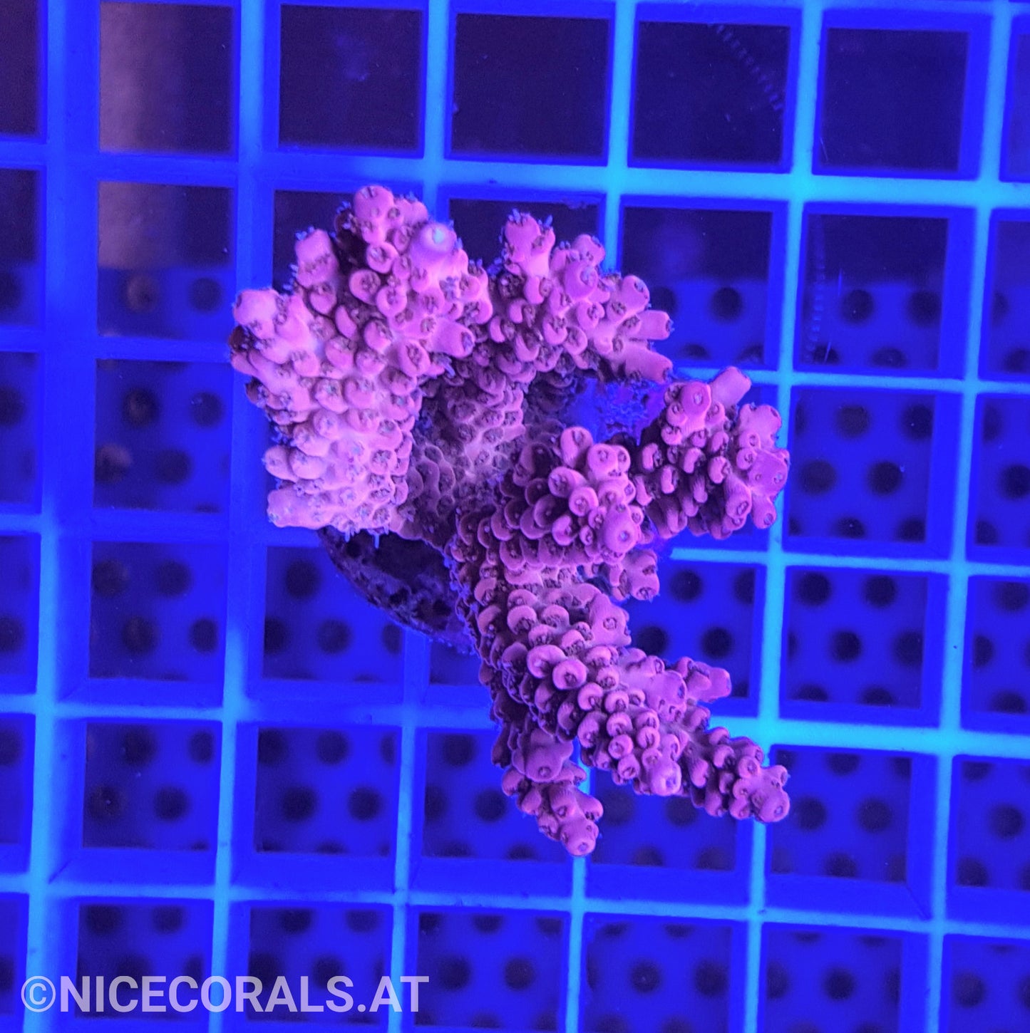 Acropora