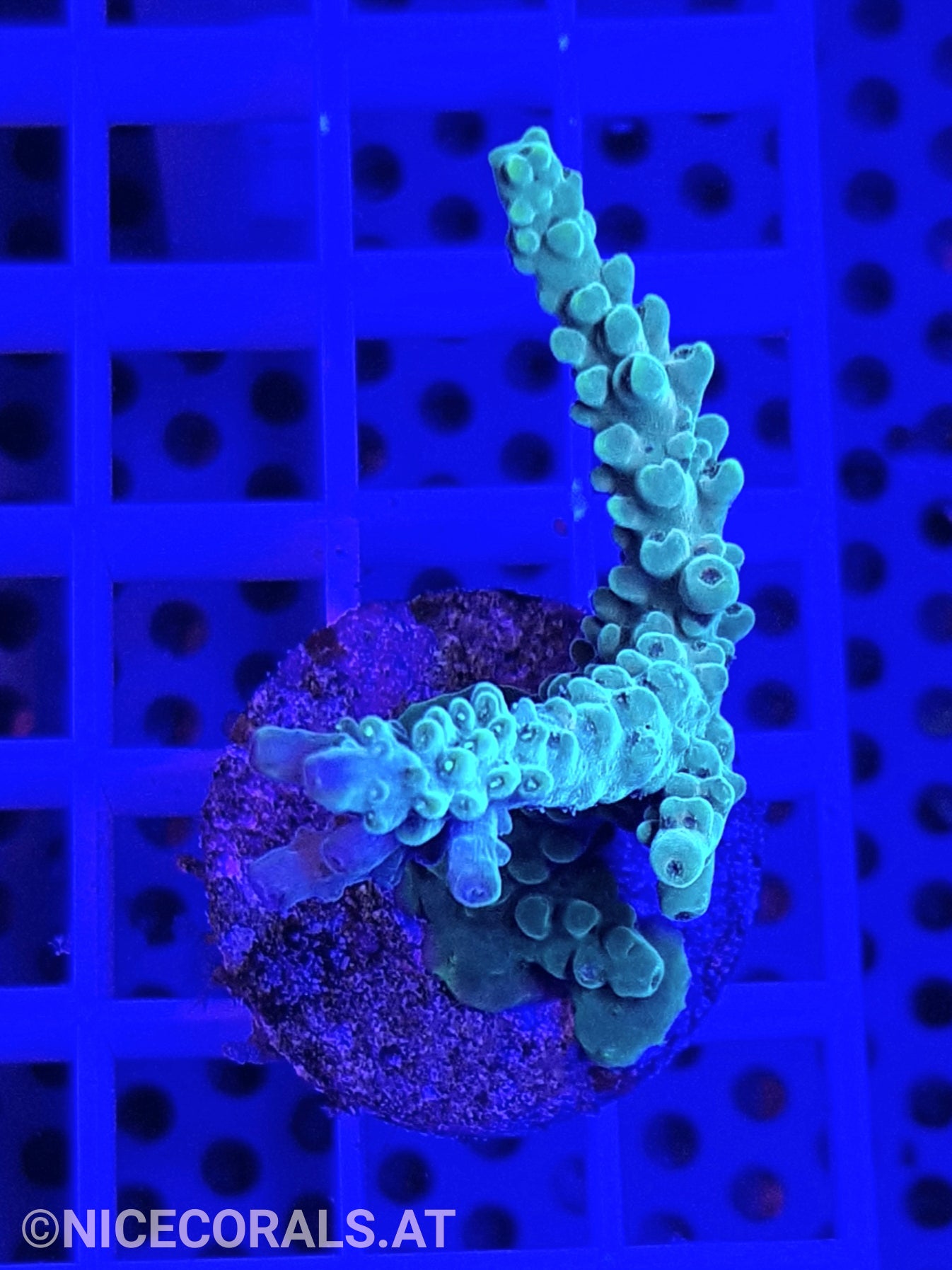 Acropora
