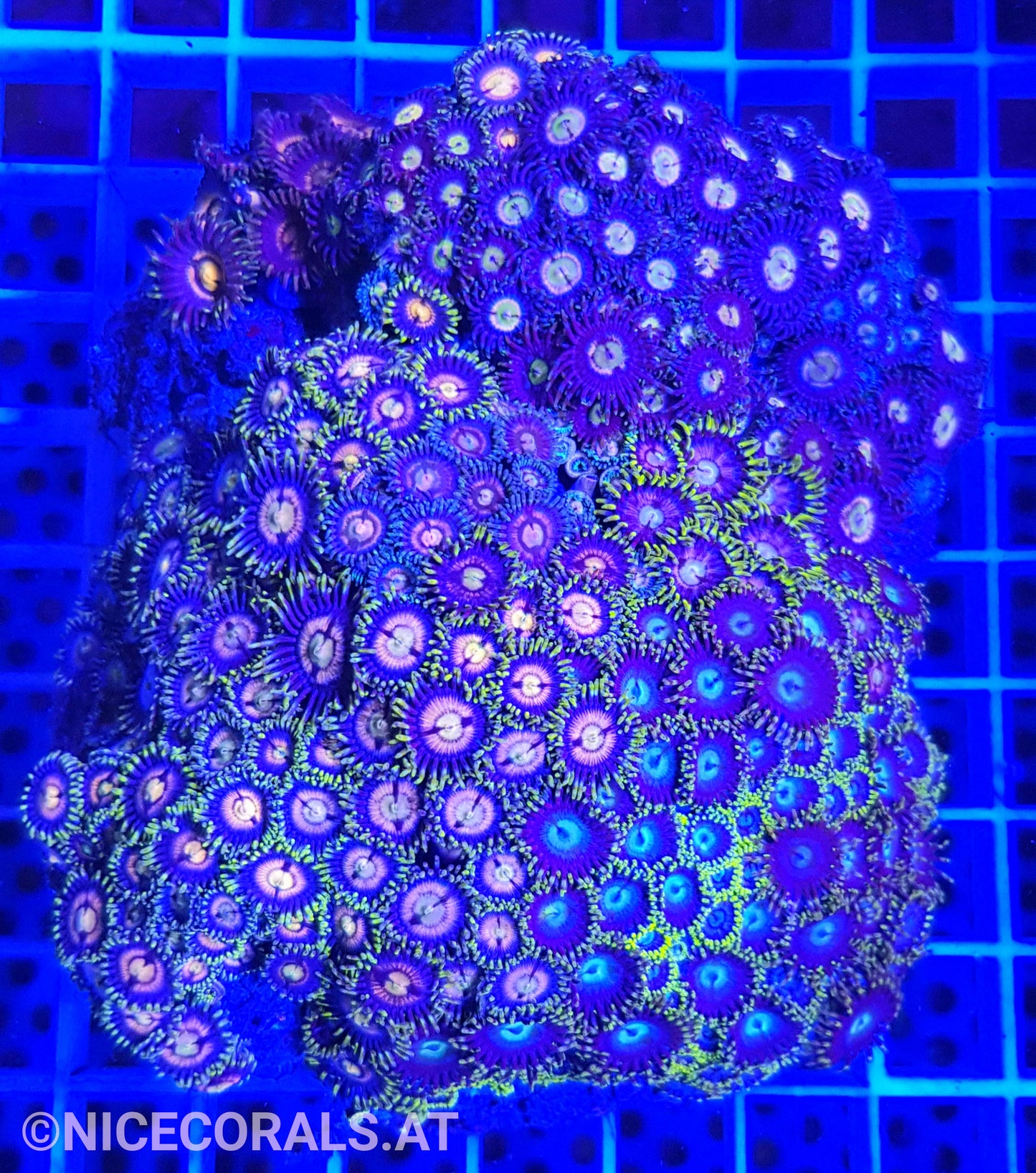 Zoanthus