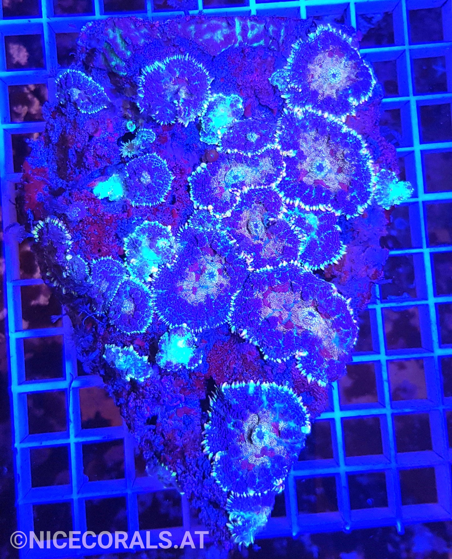 Rhodactis Multicolor