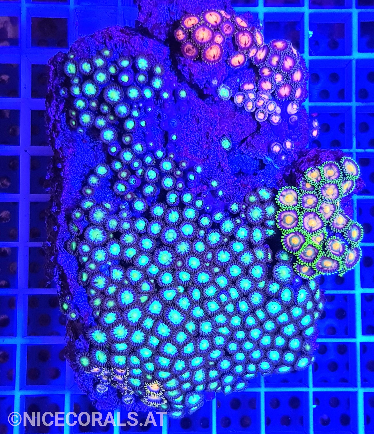 Zoanthus