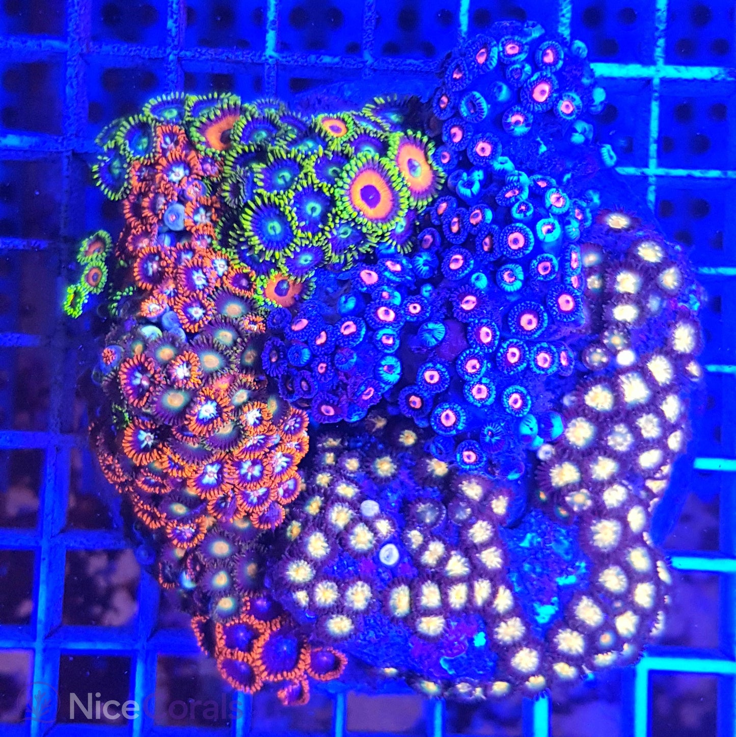 Zoanthus Mix