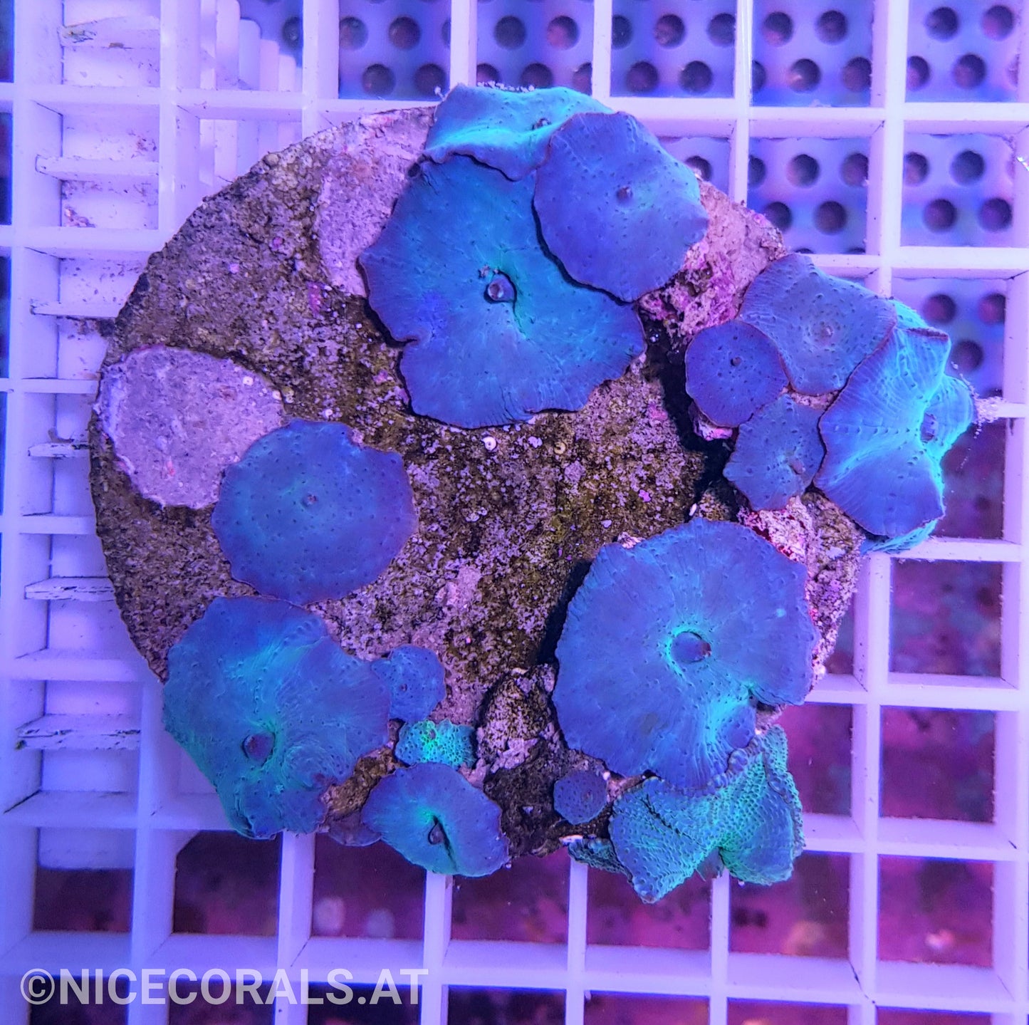 Discosoma blue