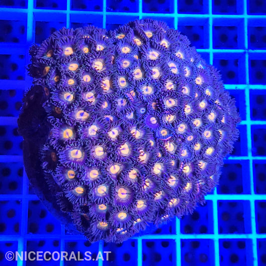 Zoanthus