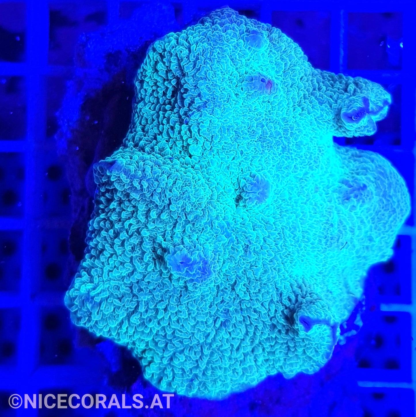 Discosoma